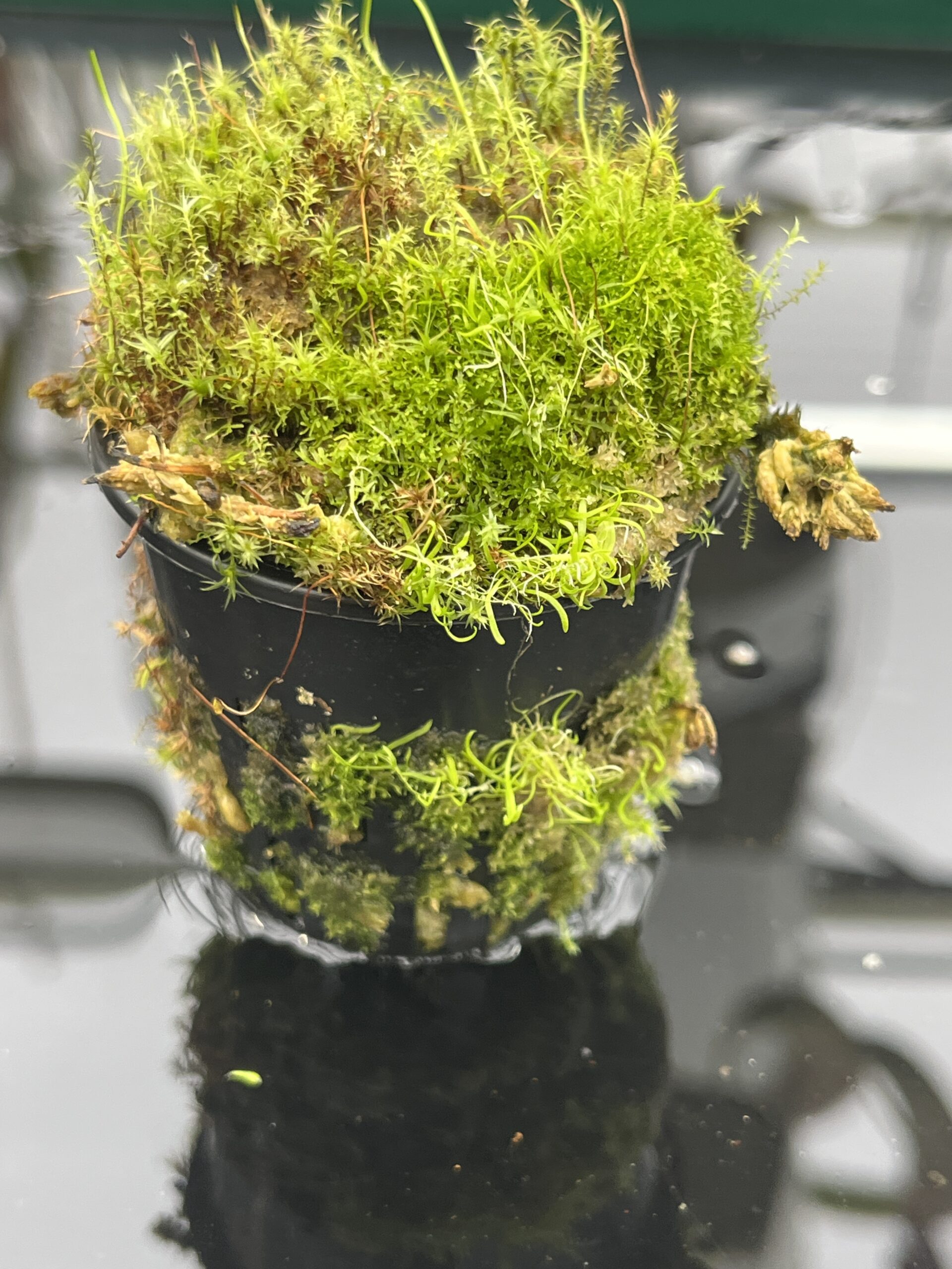 Close Up of Utricularia rostrata (= U. spec. Chapada Diamantina {small flower, Cachaiera da Fumaca, Bahia, Brazil}) | Best Carnivorous Plants | | H24801