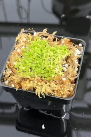 Close Up of Utricularia sandersonii 'Blue' | Florae Collaborative | | INunreadable