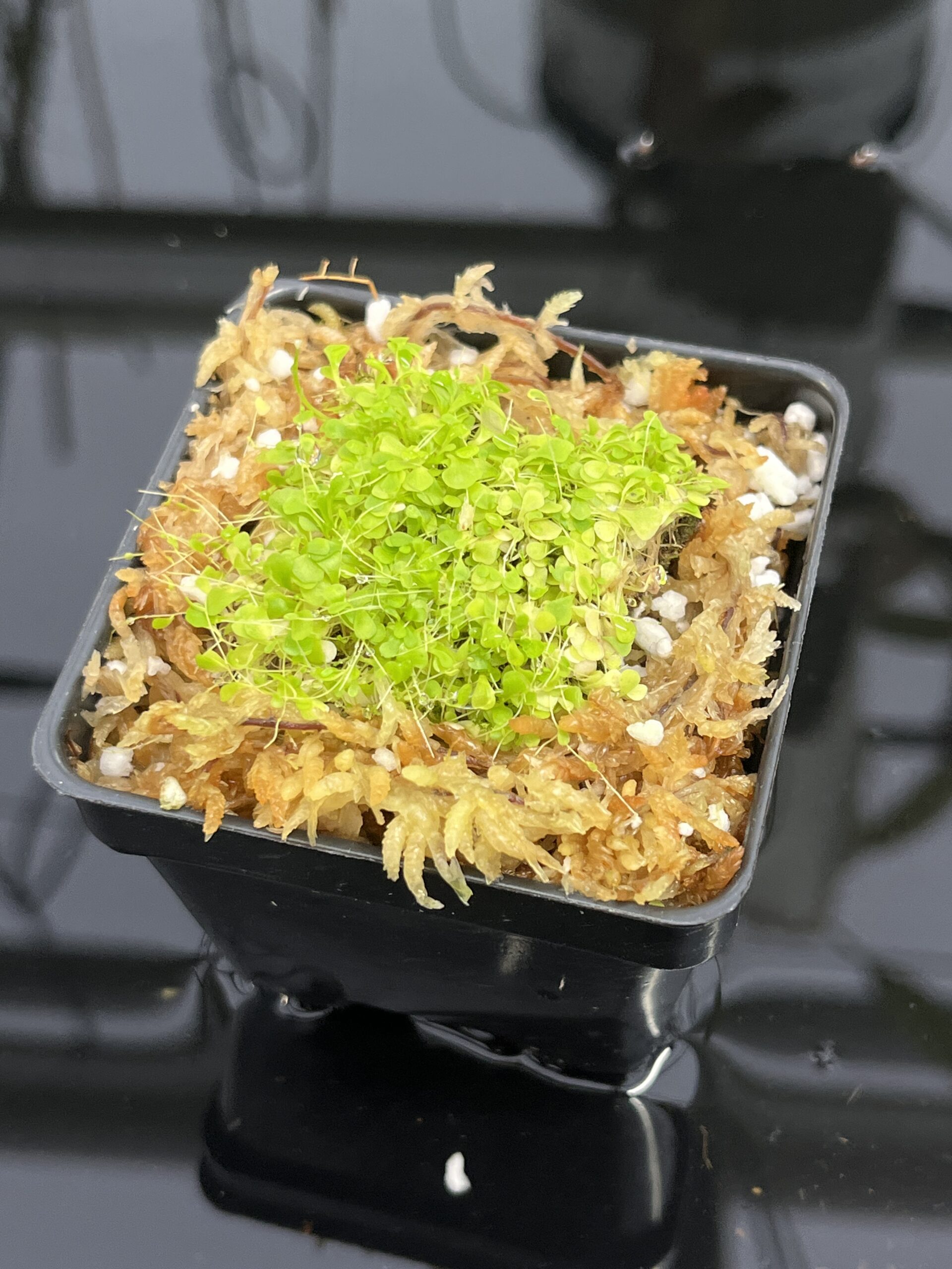 Close Up of Utricularia sandersonii 'Blue' | Florae Collaborative | | INunreadable