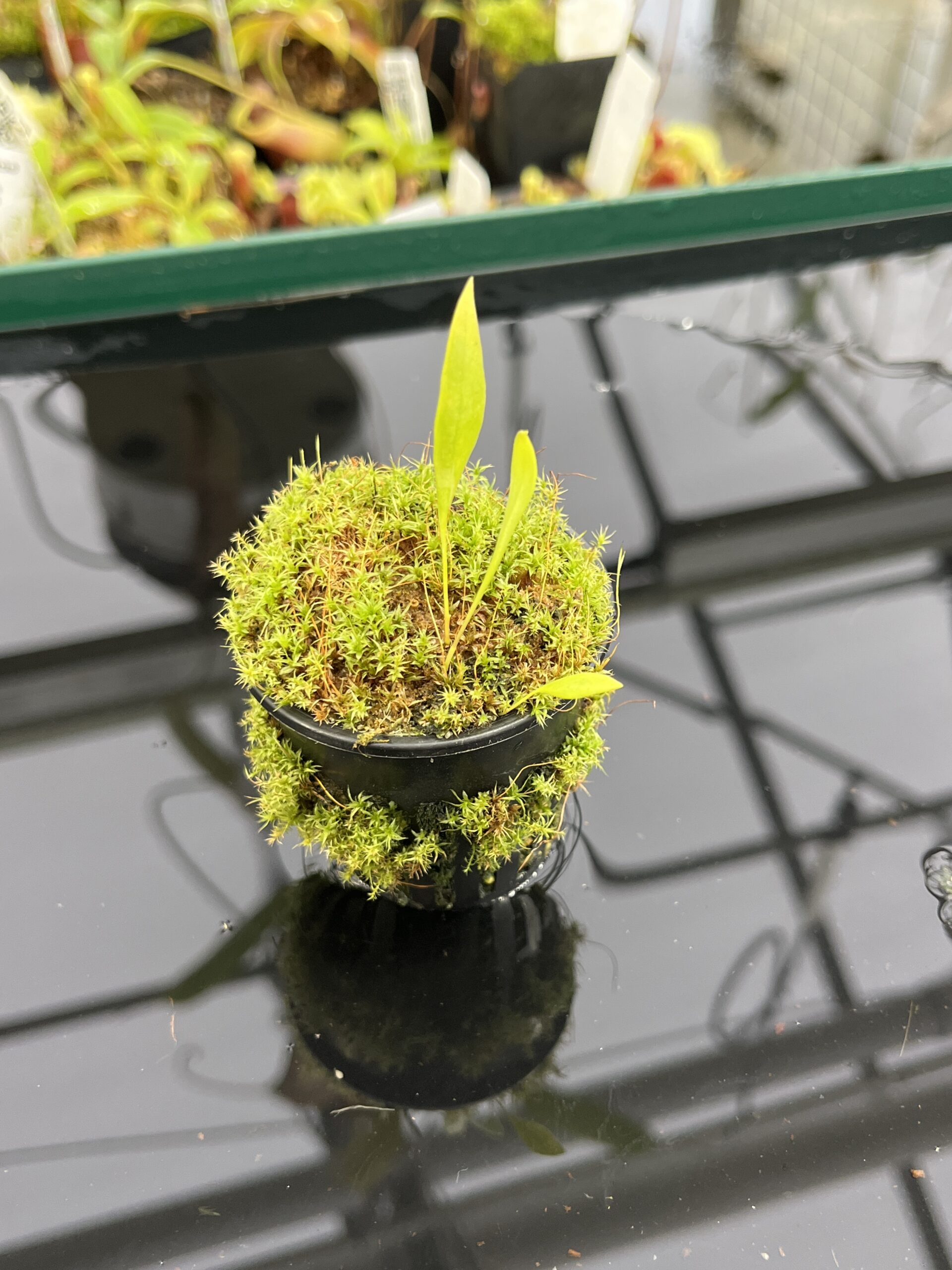 Utricularia uxoris {El Copal, Pejibaye, Cartago province, Costa Rica} | Best Carnivorous Plants | BCP-2186, 2092 | H23877