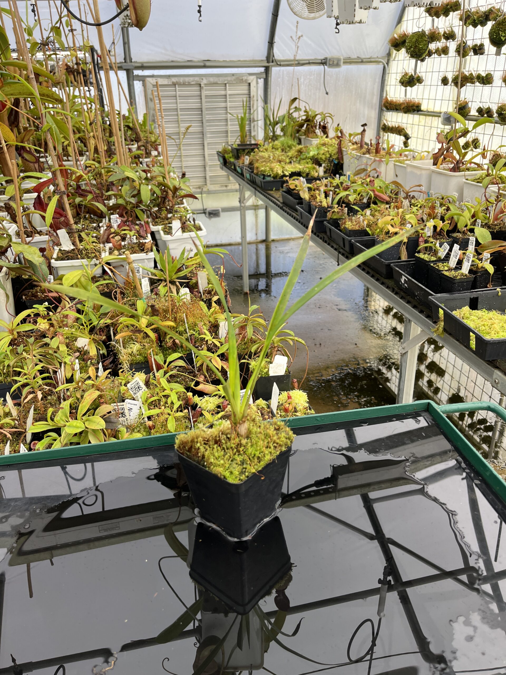 Wide Angle of Brocchinia acuminata {seedgrown, Apacara Tepui, Chimanta Massif, Venezuela} | Best Carnivorous Plants | BCP-2266-00 | H24704