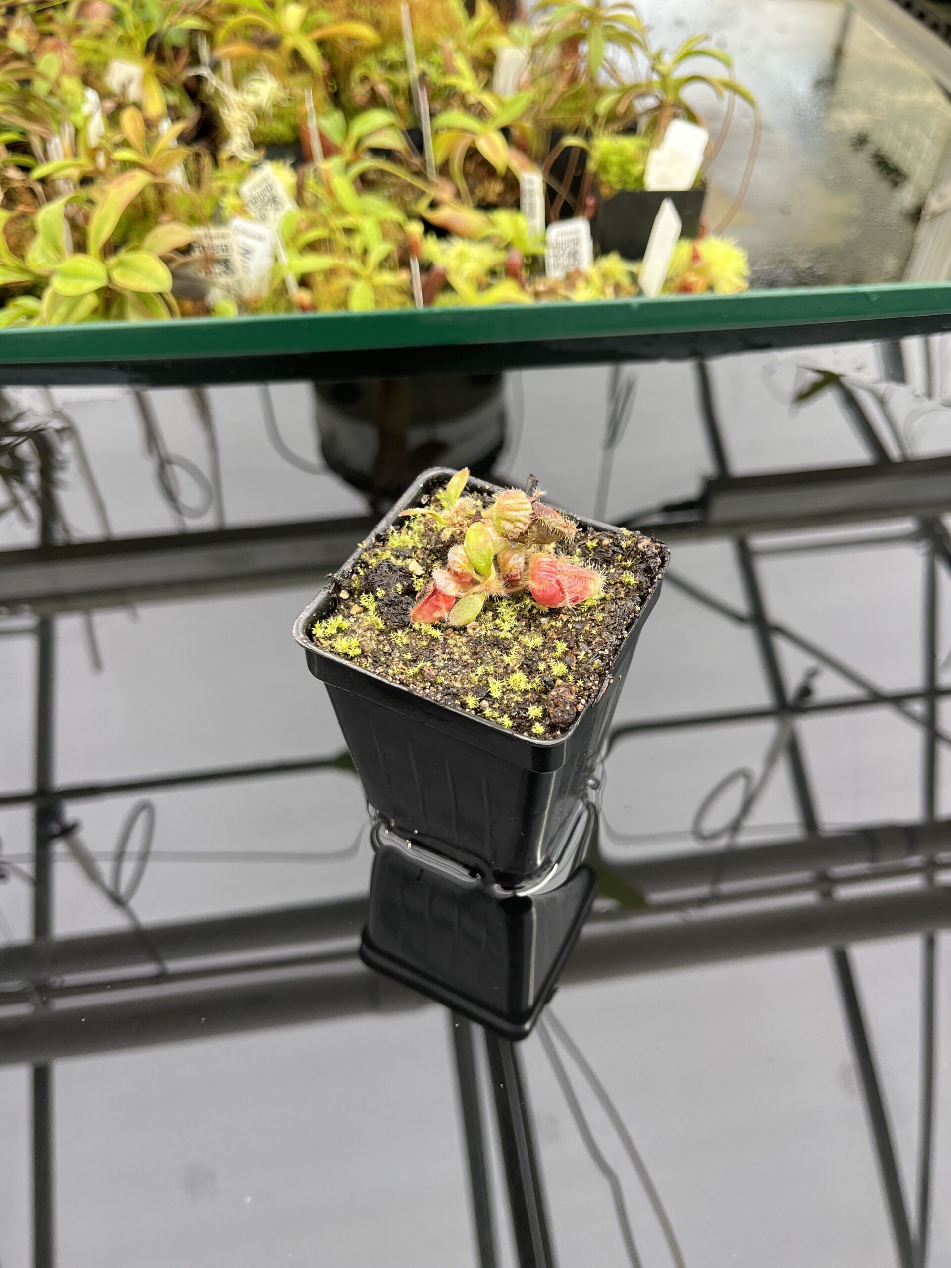 Wide Angle of Cephalotus follicularis | Borneo Exotics | | IN24725