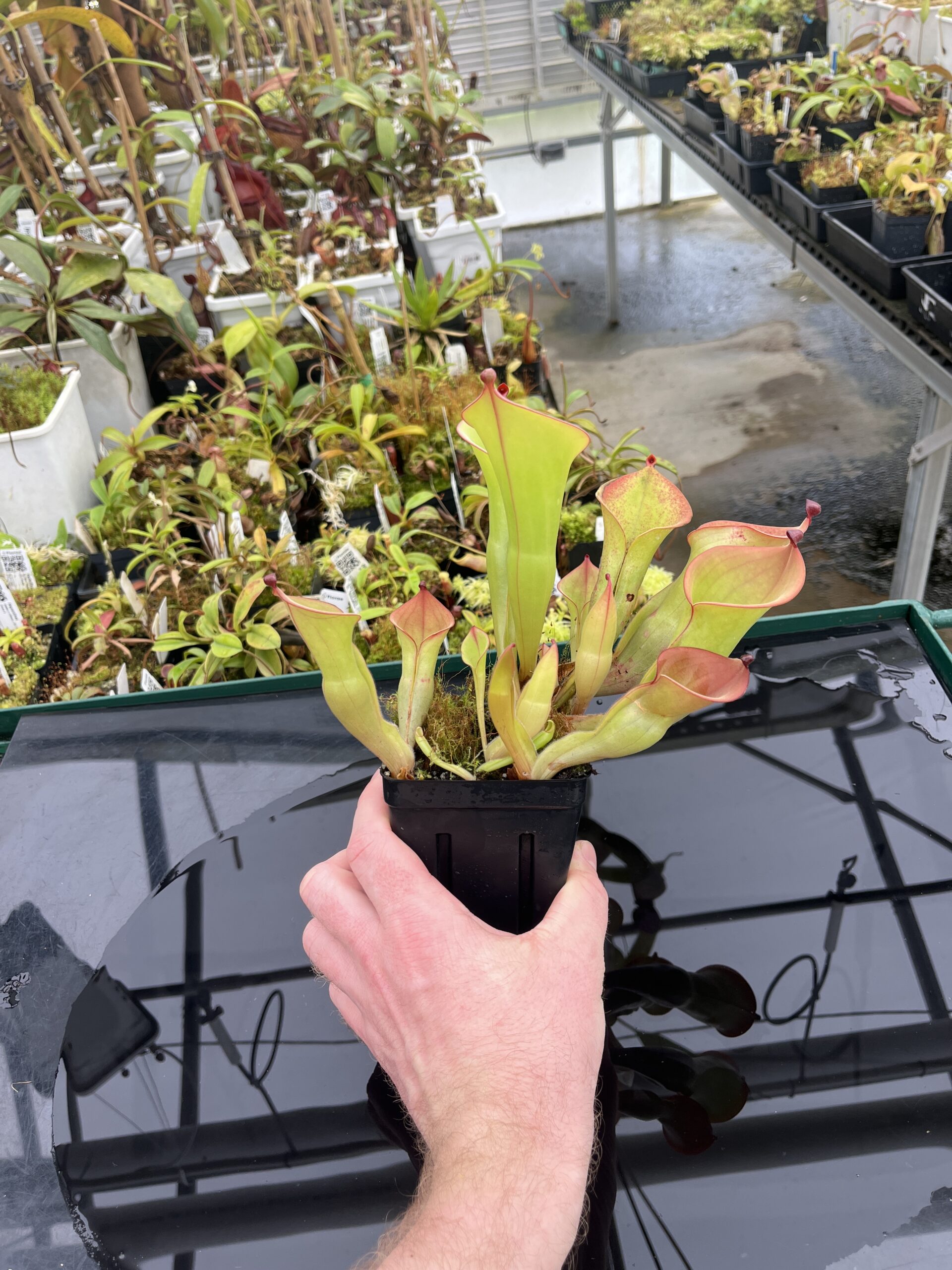 Wide Angle of Heliamphora (chimantensis x pulchell) x folliculata Kam. | Andreas Wistuba | | H24777