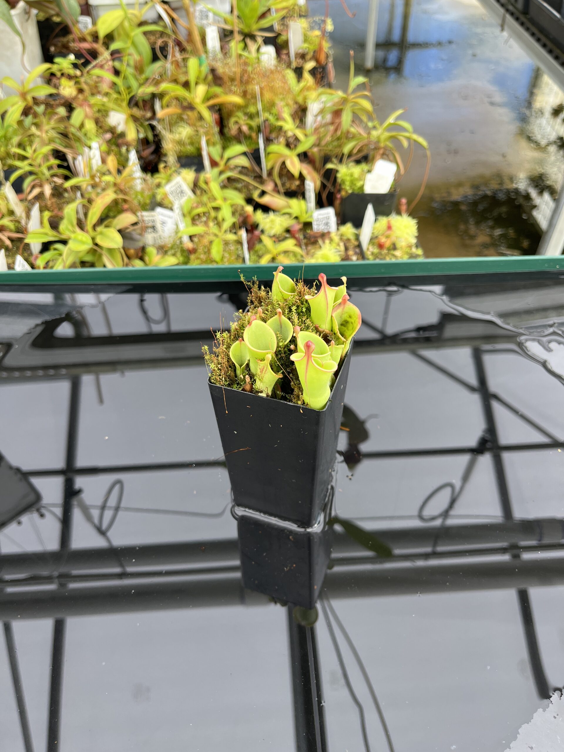 Wide Angle of Heliamphora minor Auyán-tepui | Andreas Wistuba | | H24698