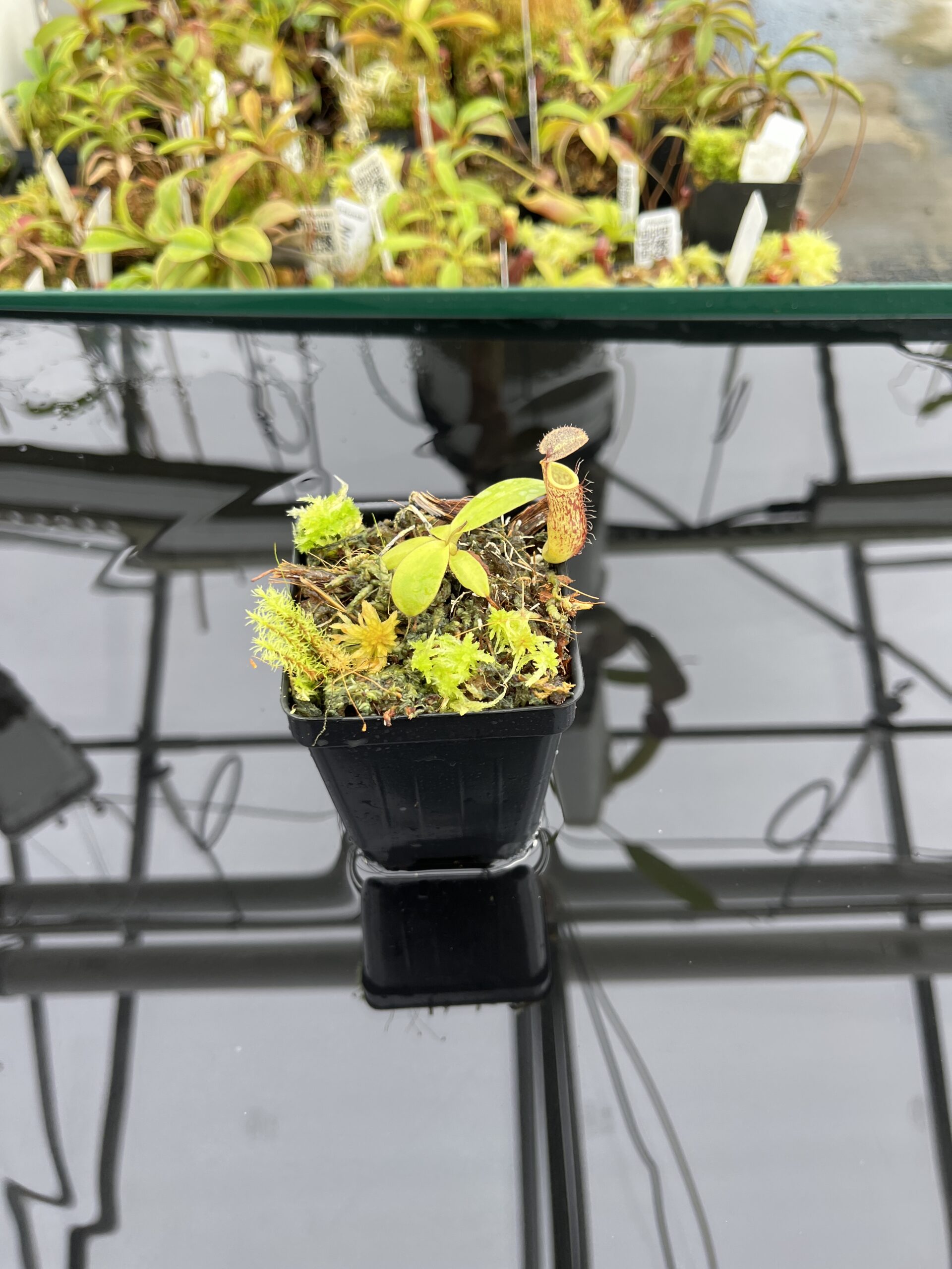 Wide Angle of Nepenthes adnata x campanulata | Best Carnivorous Plants | BCP-323 | IN24769