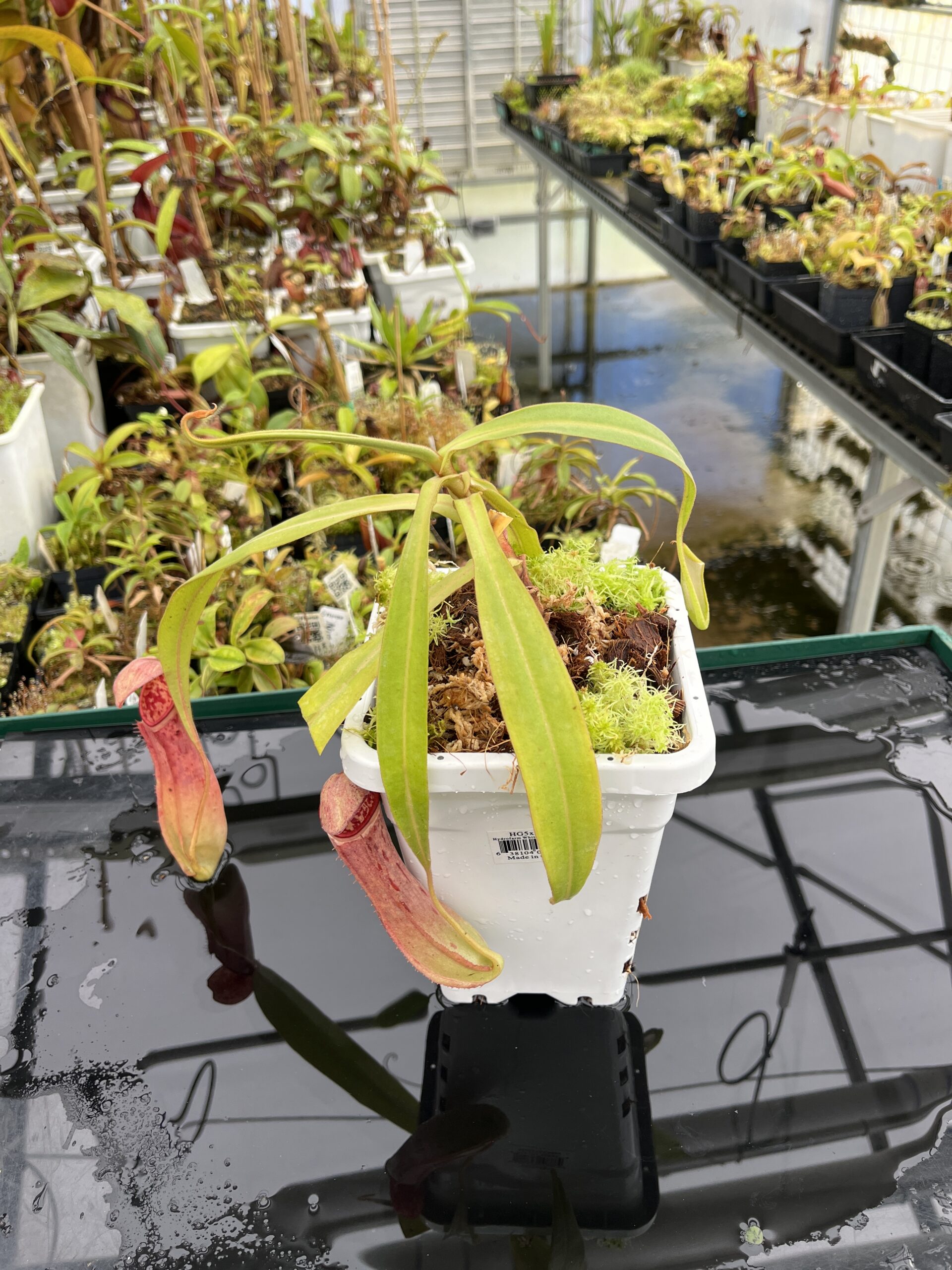 Wide Angle of Nepenthes albomarginata | Borneo Exotics | BE-4665 | L24677