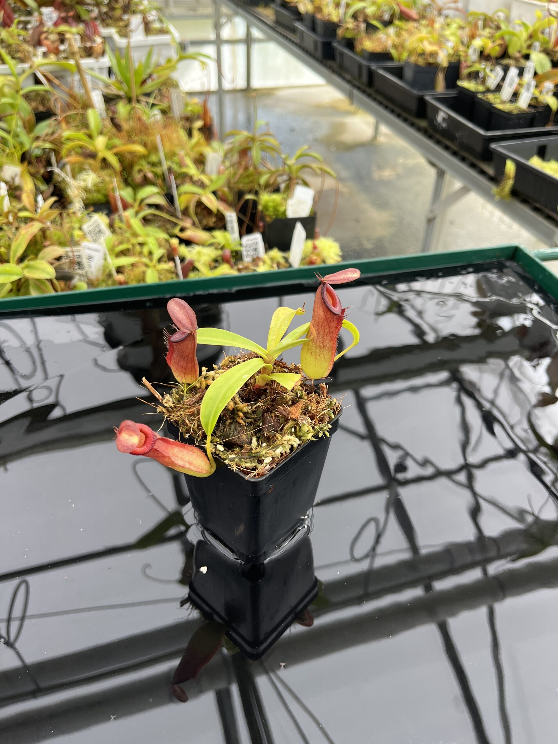 Wide Angle of Nepenthes (ampullaria x mirabilis) x dubia | Borneo Exotics | BE-3694 | IN24766