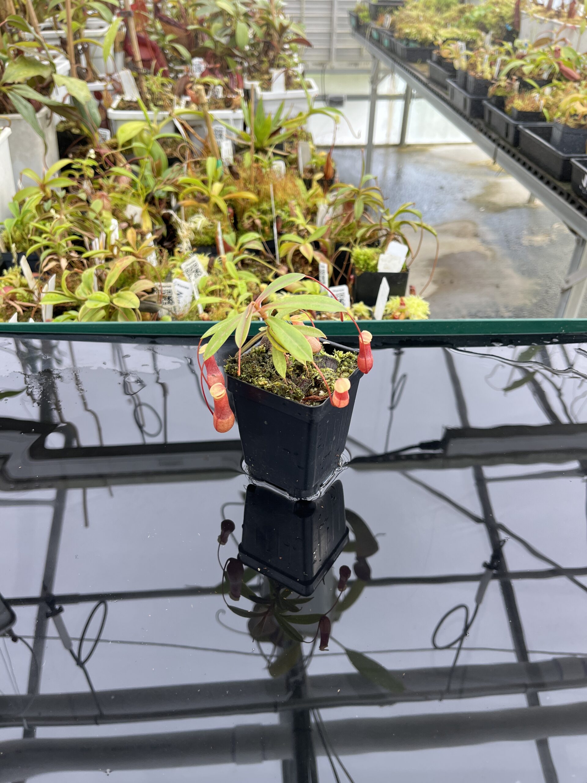 Wide Angle of Nepenthes barcelonae | Borneo Exotics | BE-3770 | IN24774
