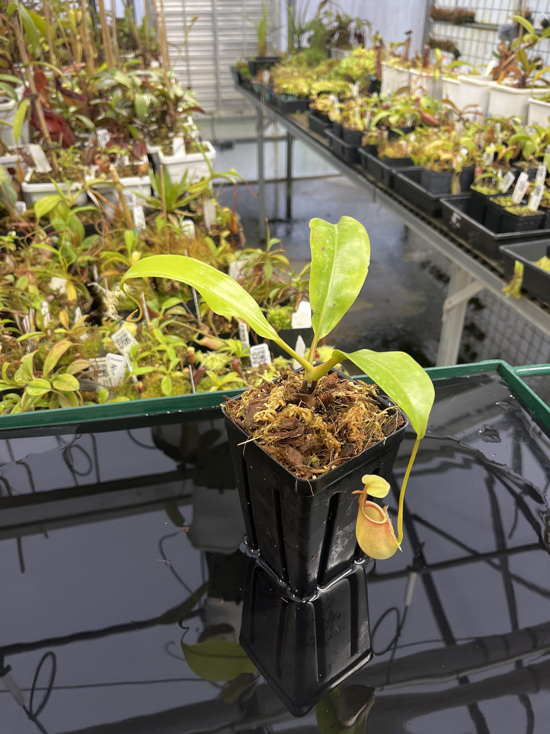 Wide Angle of Nepenthes bicalcarata | Borneo Exotics | BE-3031 | L24736