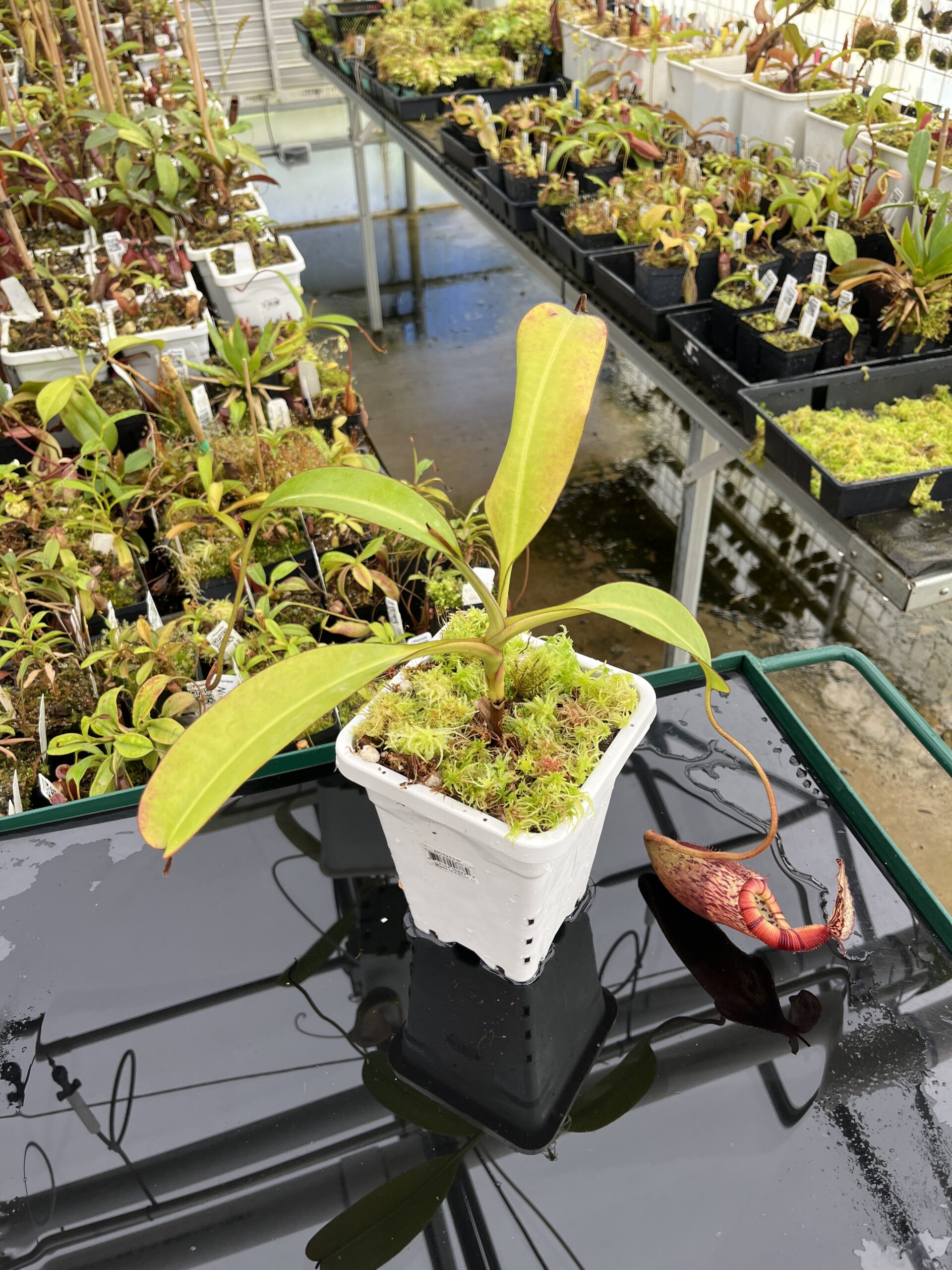 Wide Angle of Nepenthes burbidgeae x edwardsiana | Borneo Exotics | BE-4507 | H24696