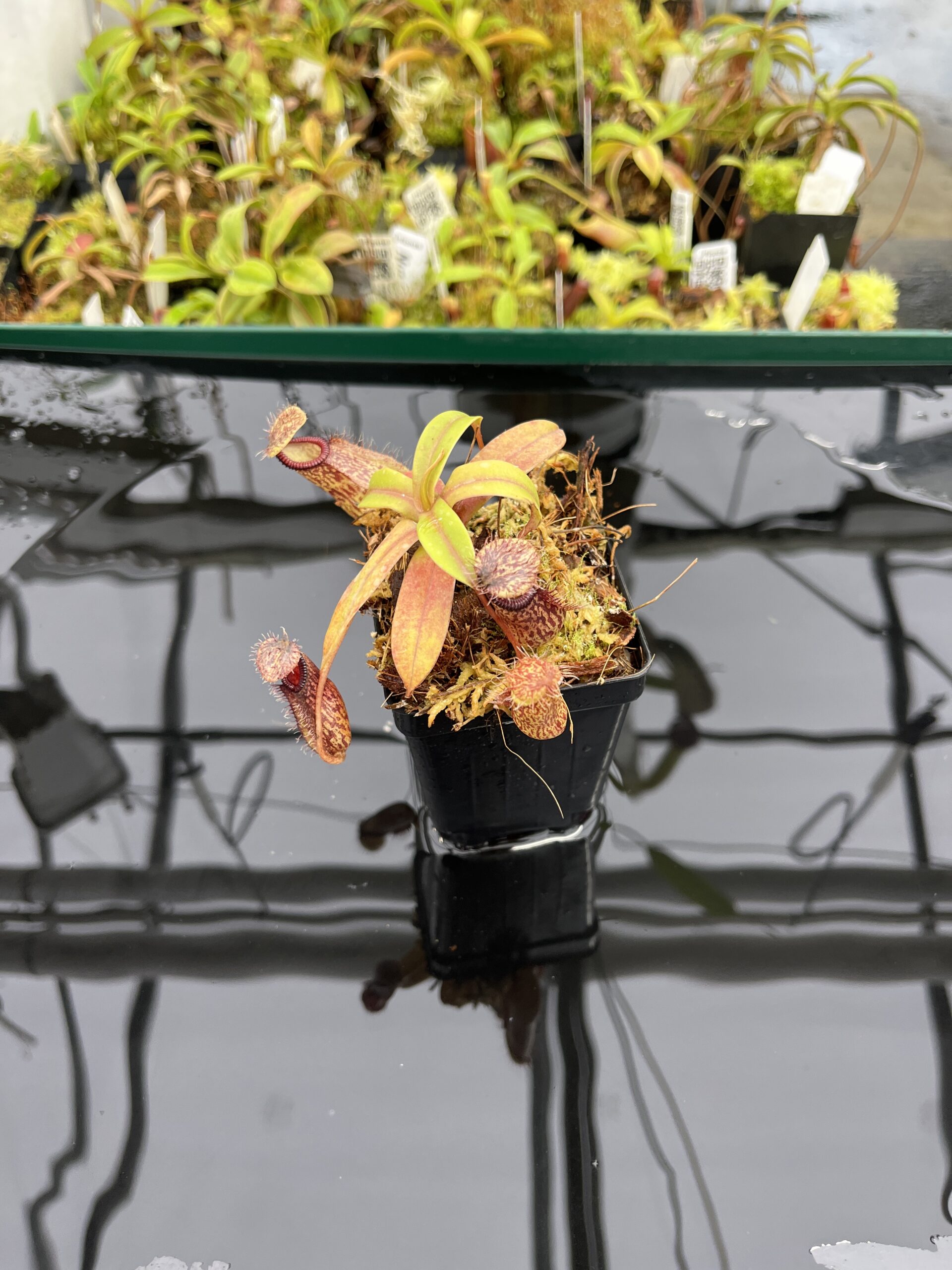 Wide Angle of Nepenthes burkei x hamata | Borneo Exotics | BE-3747 | H23995