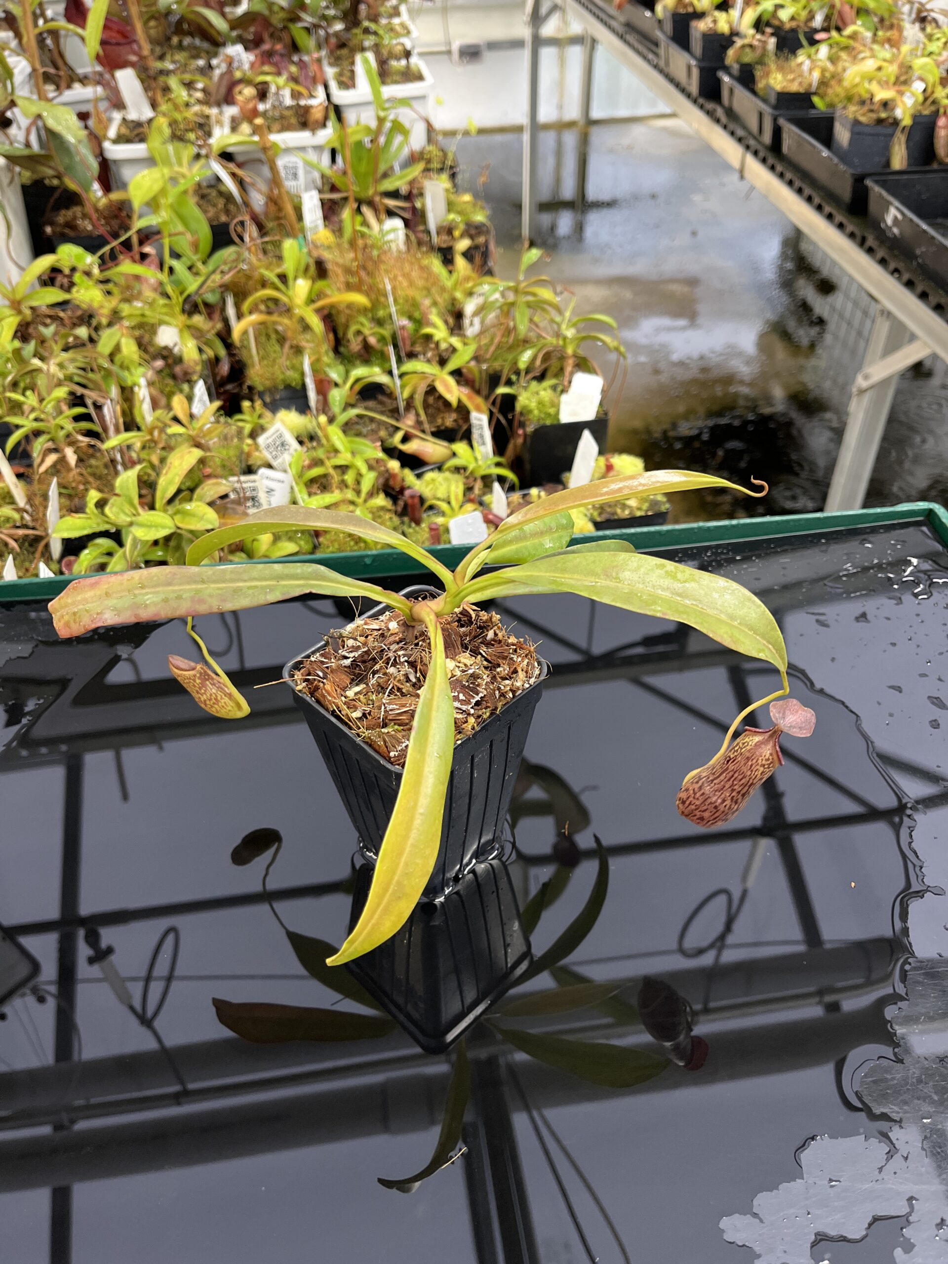 Wide Angle of Nepenthes ceciliae | Borneo Exotics | BE-4600 | IN23849