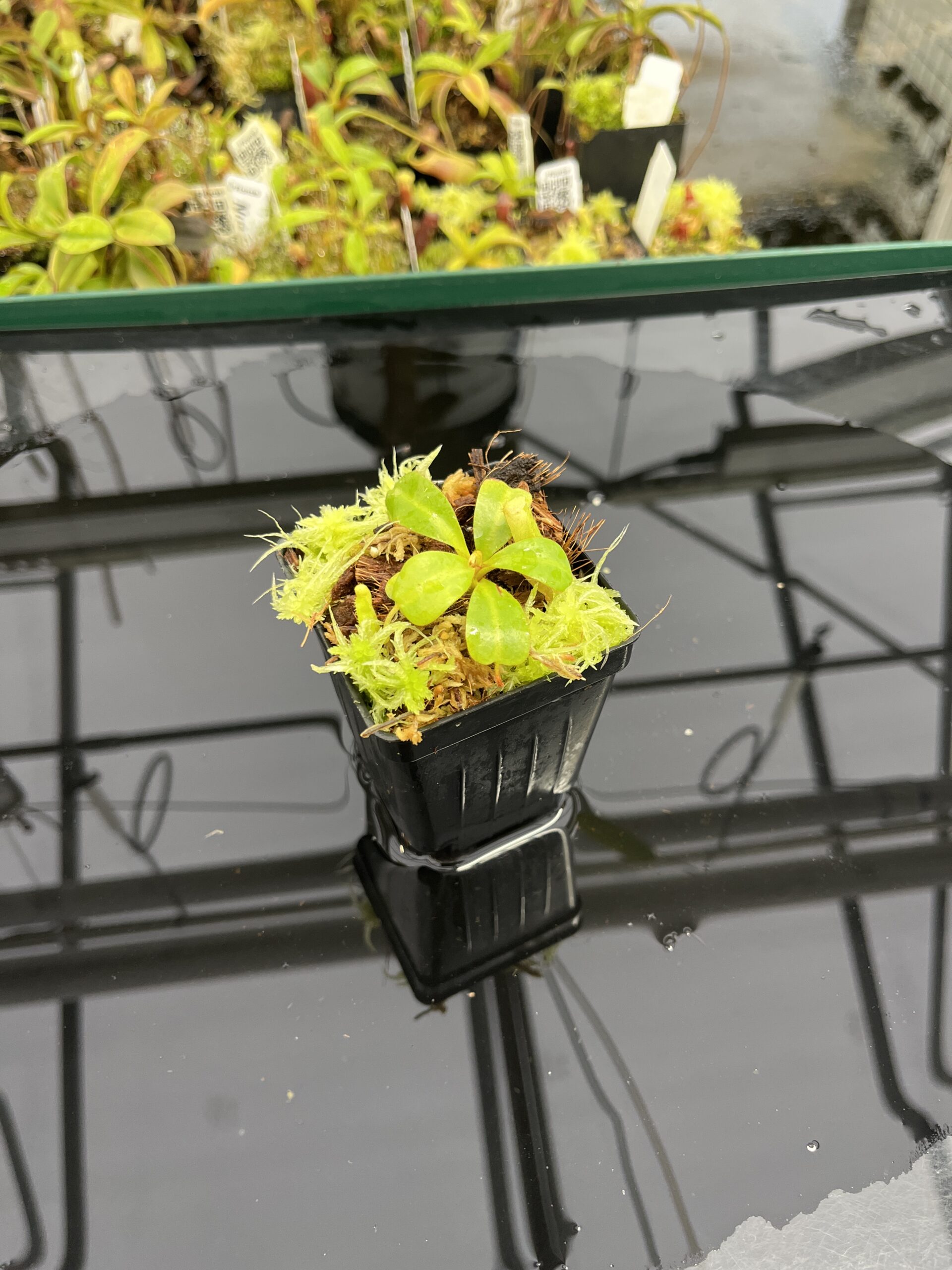 Wide Angle of Nepenthes clipeata | Florae | Florae Collaborative | FC-265.03 | IN23935