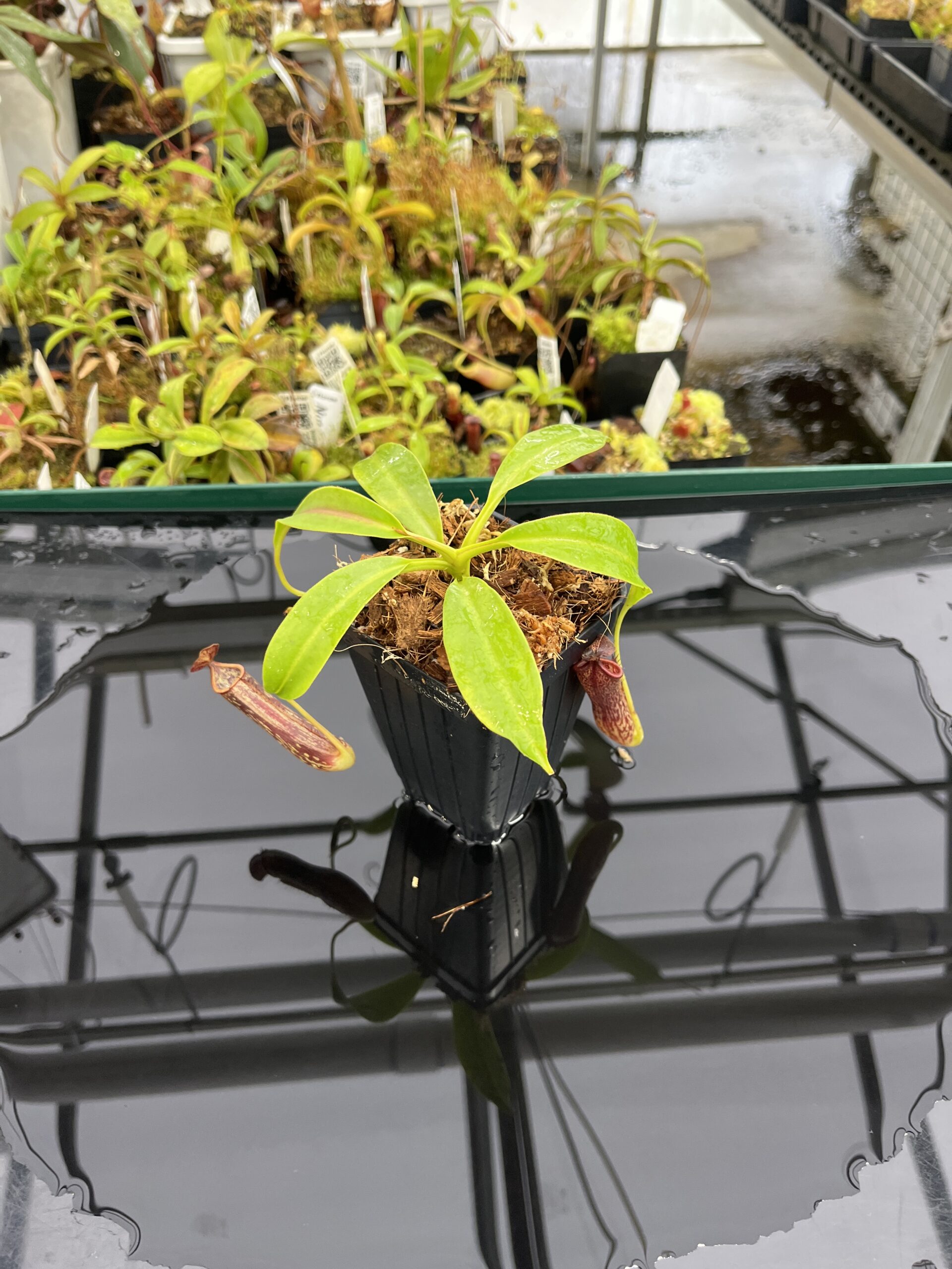 Wide Angle of Nepenthes copelandii | Borneo Exotics | BE-3046 | H23860