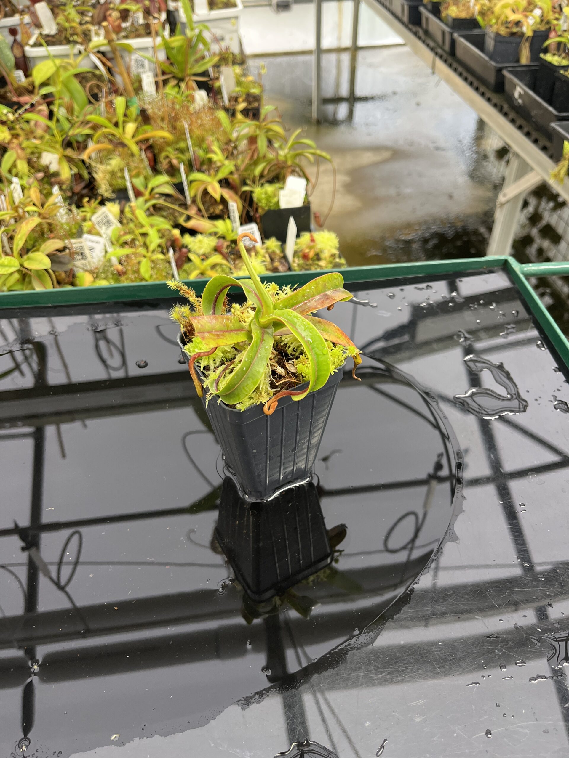 Wide Angle of Nepenthes diabolica (=Red Hairy Hamata = RHH) | Andreas Wistuba | AW-14 | H23937