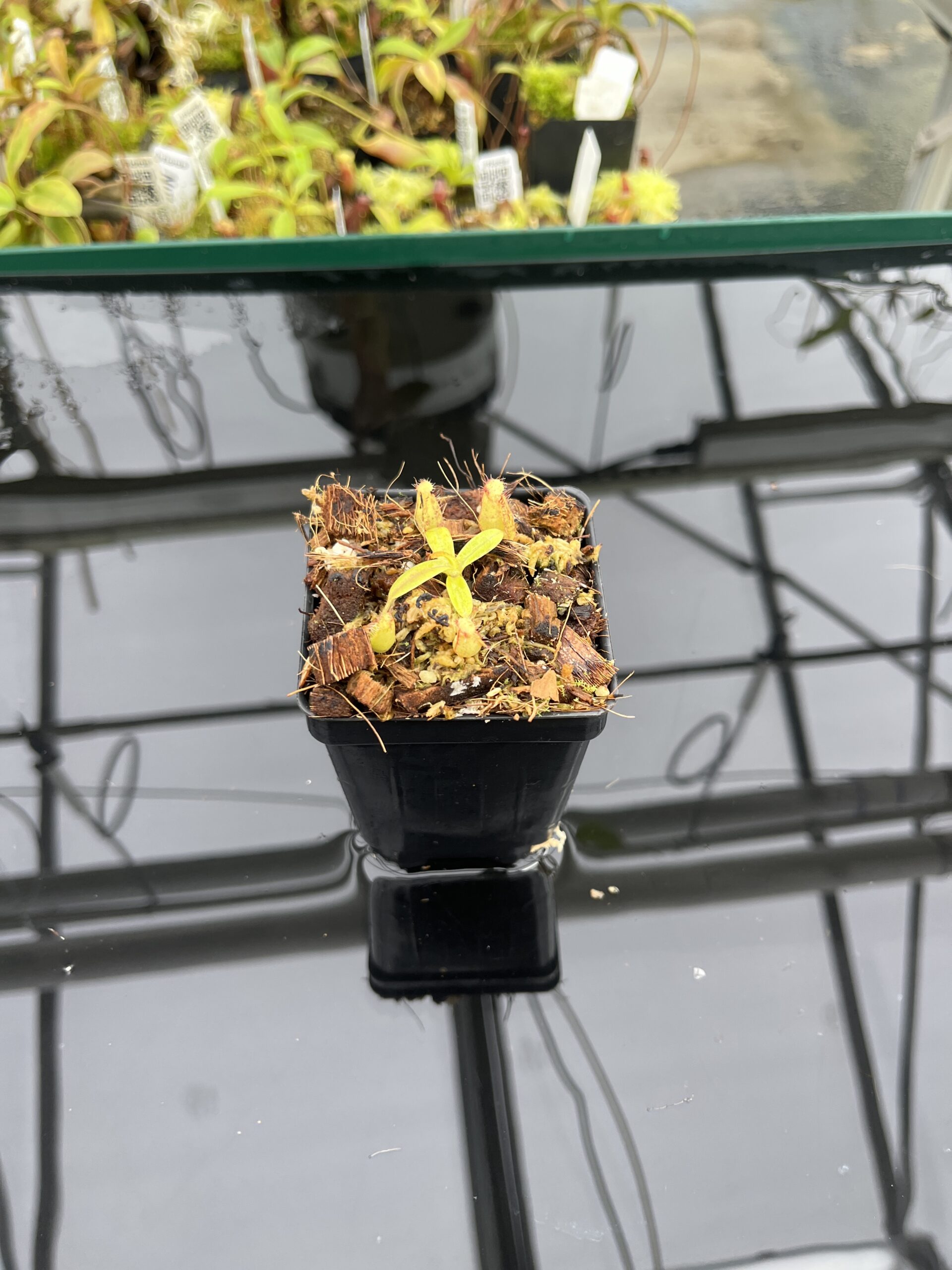 Wide Angle of Nepenthes (diabolica x hamata) x eymae G. Tambusisi pod #2 | MKS | Florae | Florae Collaborative | FC-436 | H24790