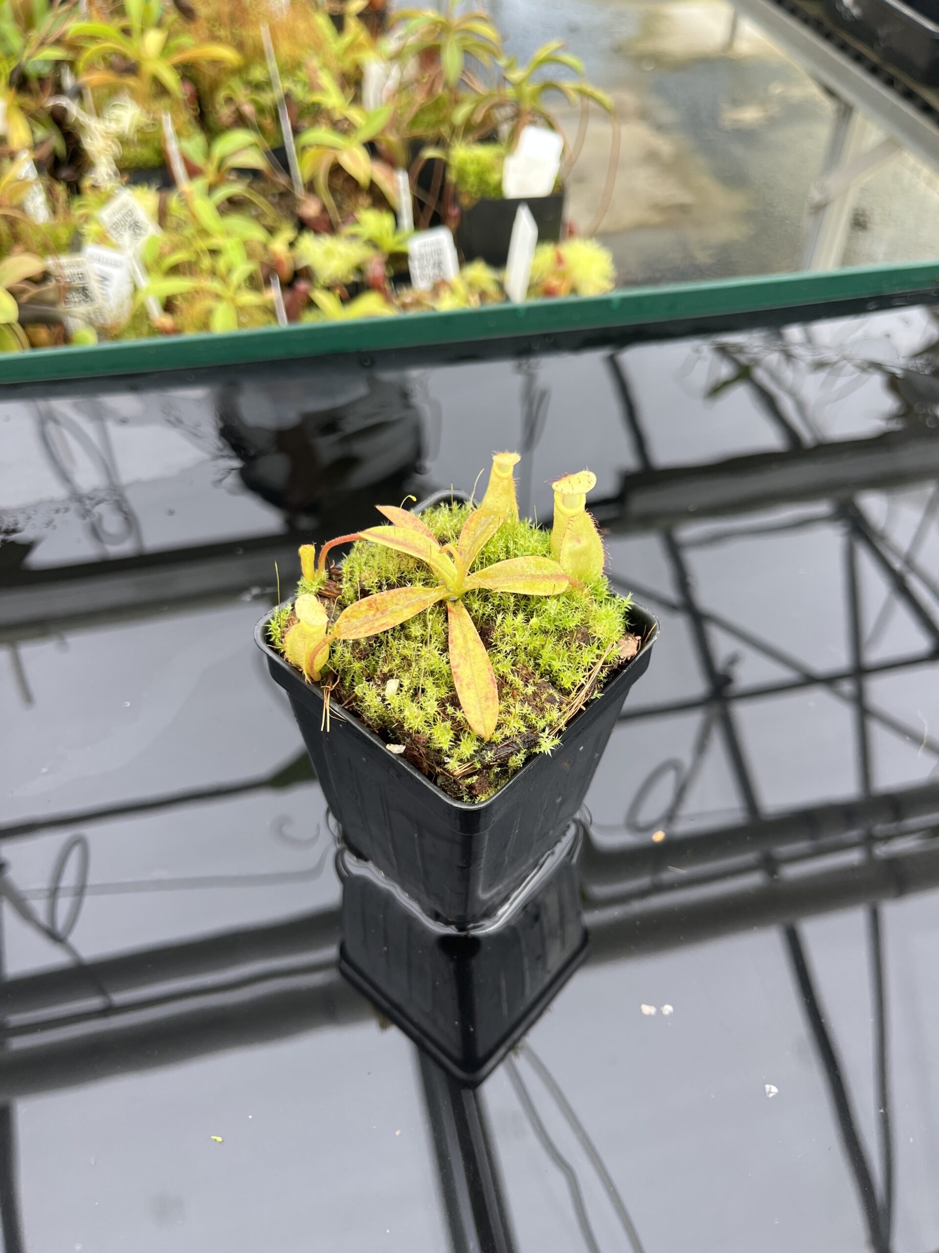 Wide Angle of Nepenthes (diabolica x hamata) x eymae G. Tambusisi pod #2 | MKS | Florae | Florae Collaborative | FC-436 | H24792