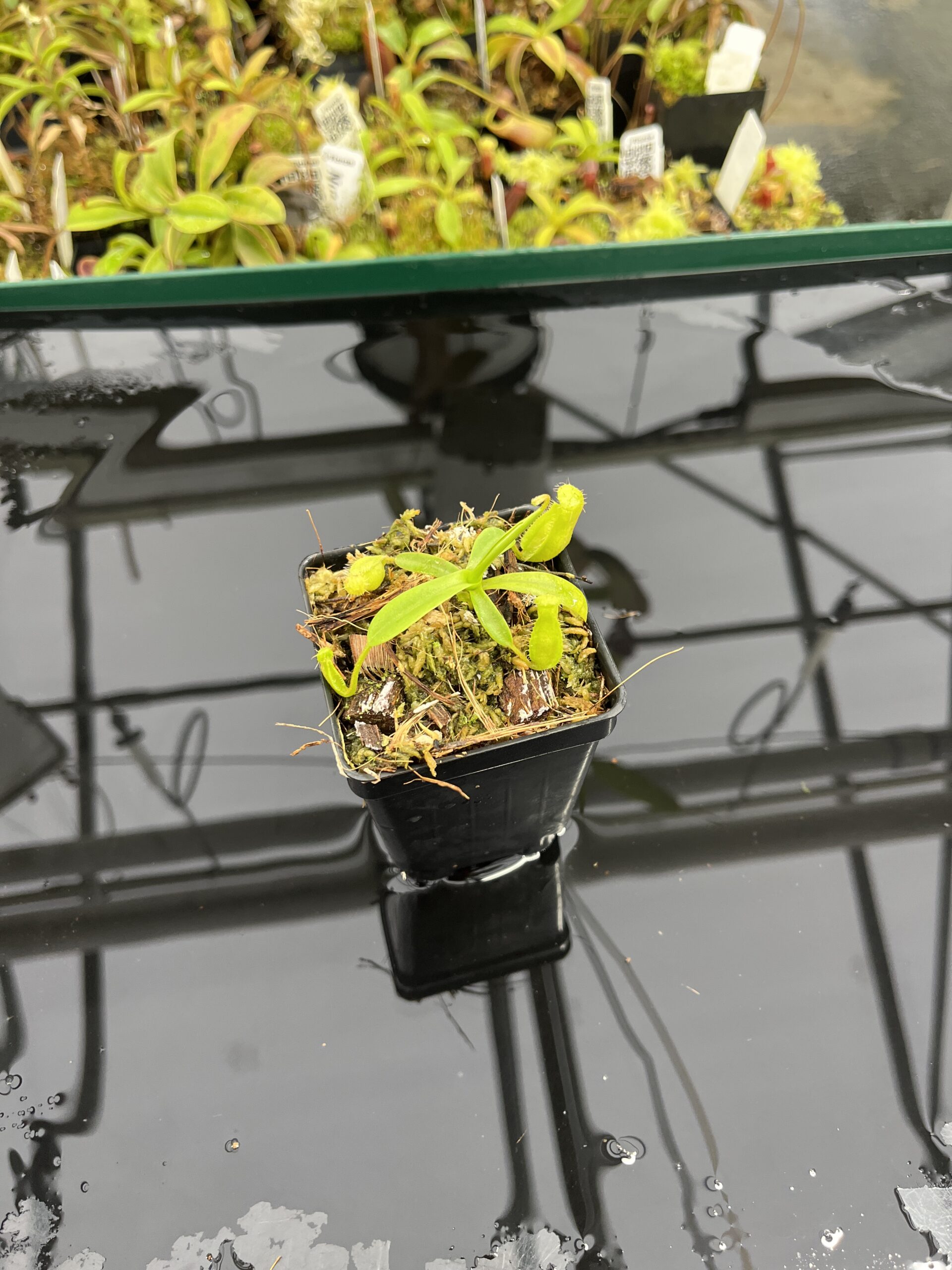 Wide Angle of Nepenthes (diabolica x hamata) x eymae G. Tambusisi pod. #1 | MKS | Florae | Florae Collaborative | FC-431 | H23986