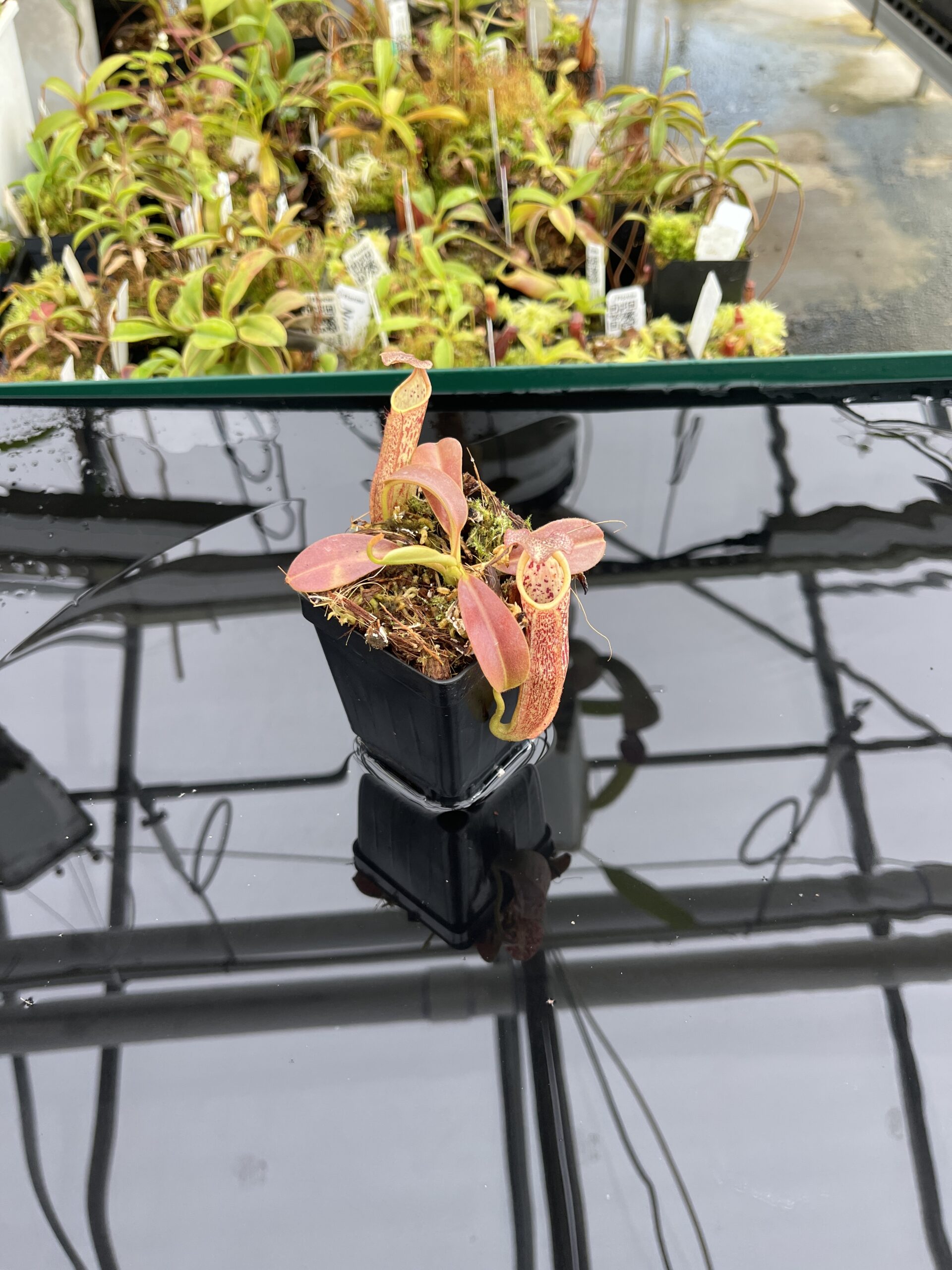 Wide Angle of Nepenthes eymae | Borneo Exotics | BE-3736 | IN24765