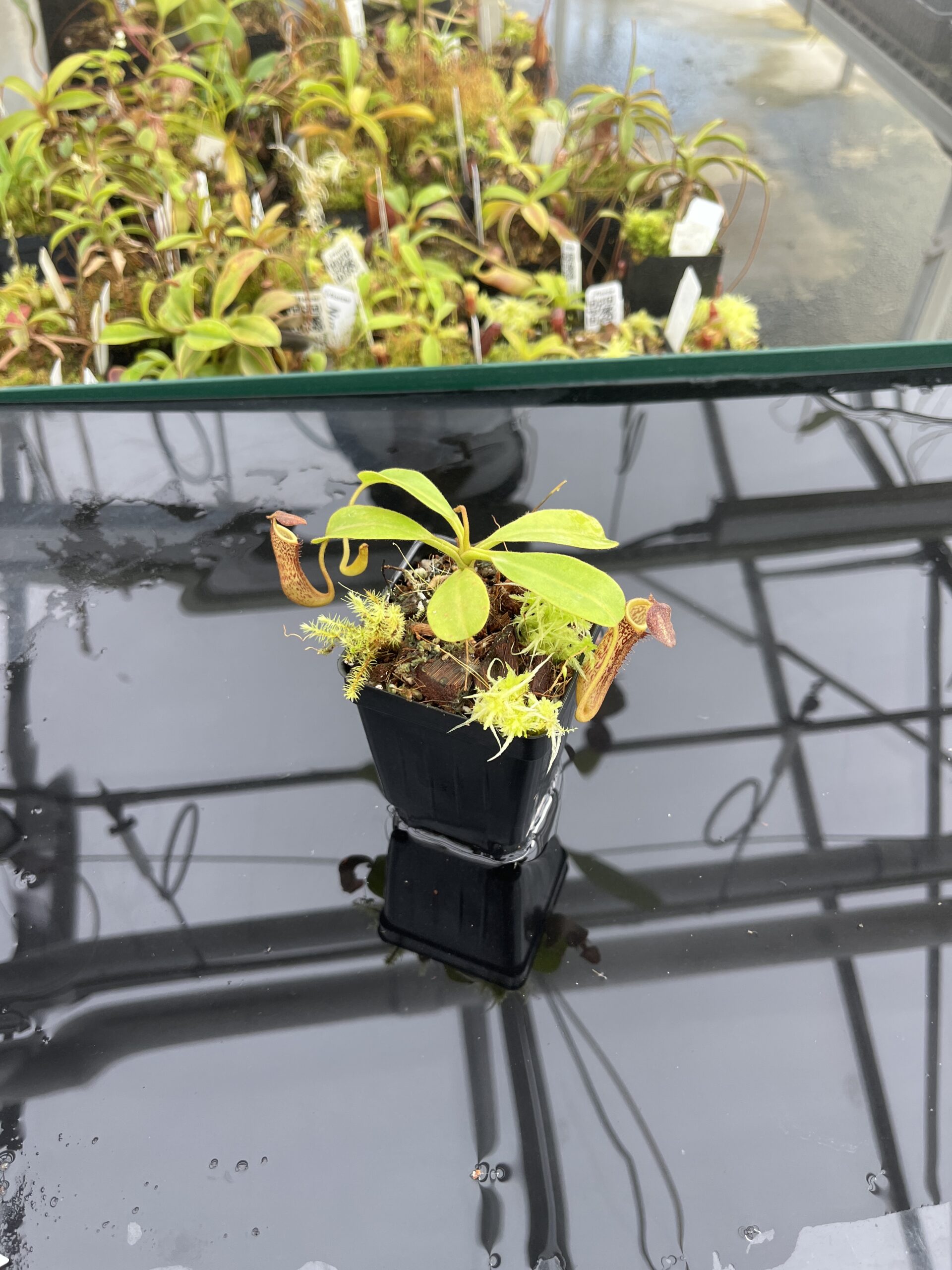 Wide Angle of Nepenthes fusca {Gunung Alab, Crocker Range, Sabah, Borneo, 1700 m} | Best Carnivorous Plants | BCP-320 | IN24768
