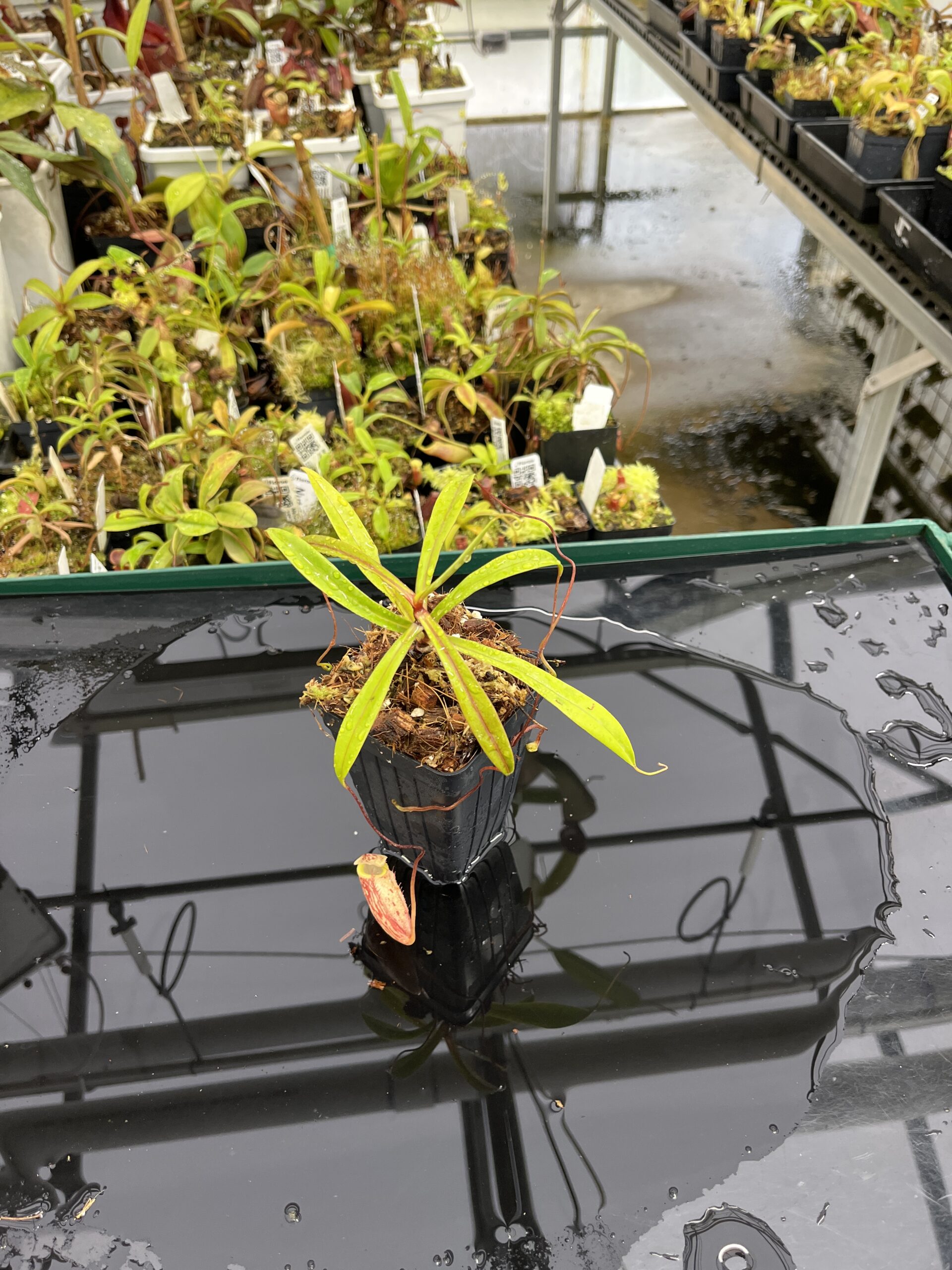 Wide Angle of Nepenthes glabrata | Borneo Exotics | BE-4592 | H23941