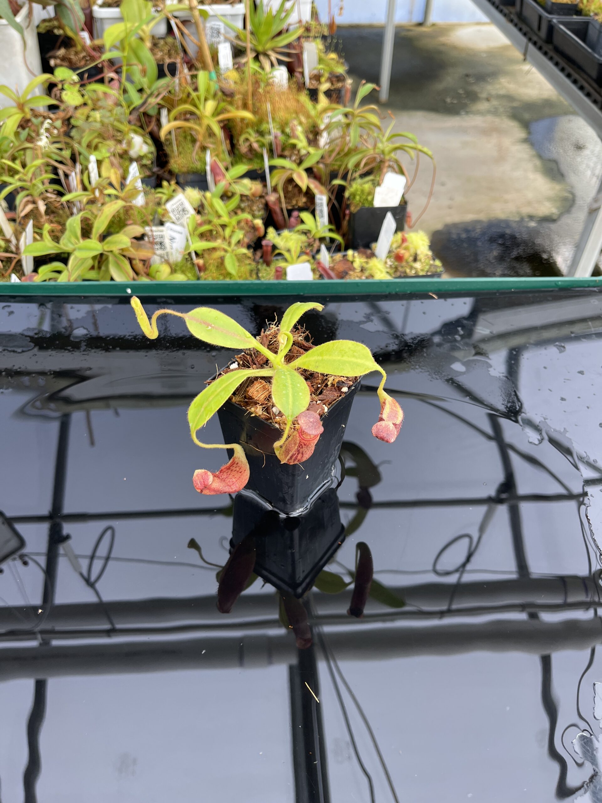 Wide Angle of Nepenthes glandulifera x ephippiata | Borneo Exotics | BE-4655 | H23766