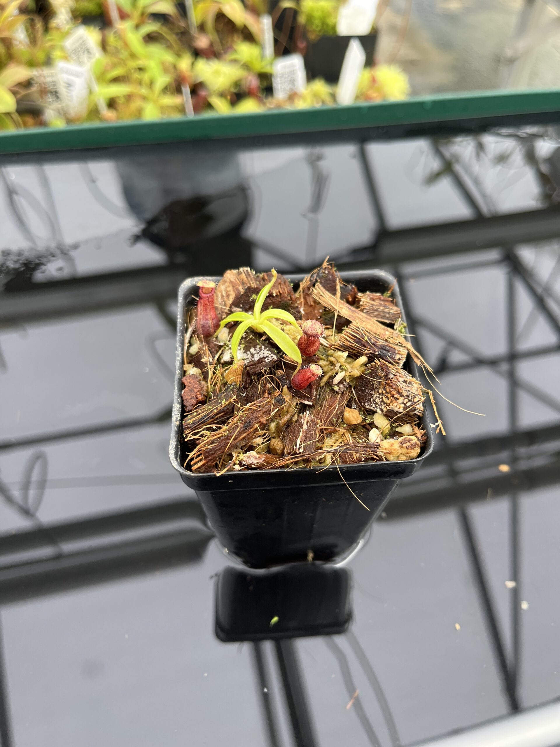 Wide Angle of Nepenthes hamata katopasa x hamata katopasa | JH | Clone 1 | Jeremiah Harris | JH-337.01 | H24796