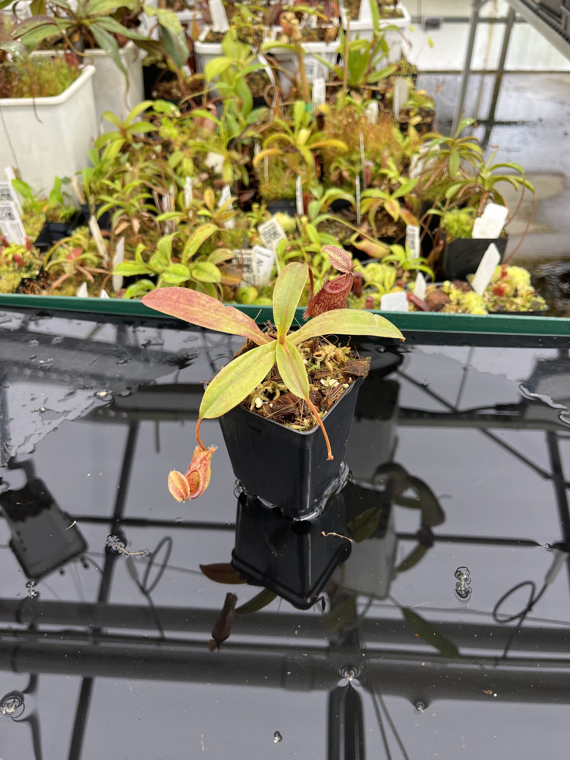 Wide Angle of Nepenthes hamata x attenboroughii | Borneo Exotics | BE-4636 | H23878