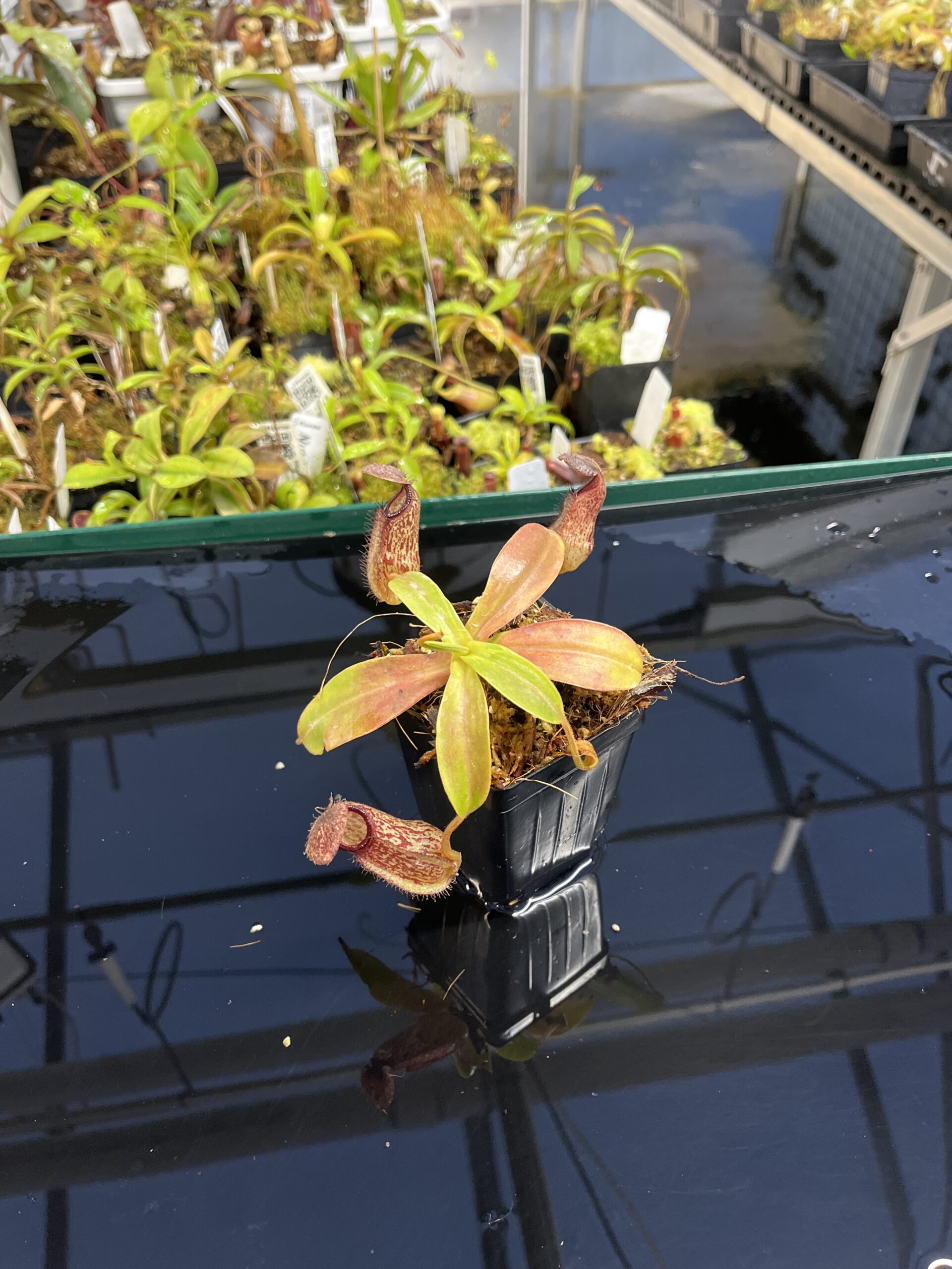 Wide Angle of Nepenthes hamata x klossii | Borneo Exotics | BE-4562 | IN23856