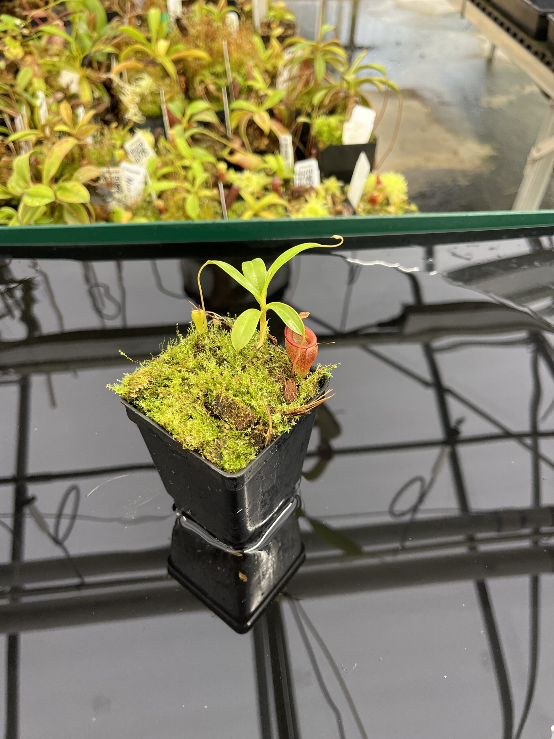 Wide Angle of Nepenthes jamban | Borneo Exotics | BE-3875 | H23971