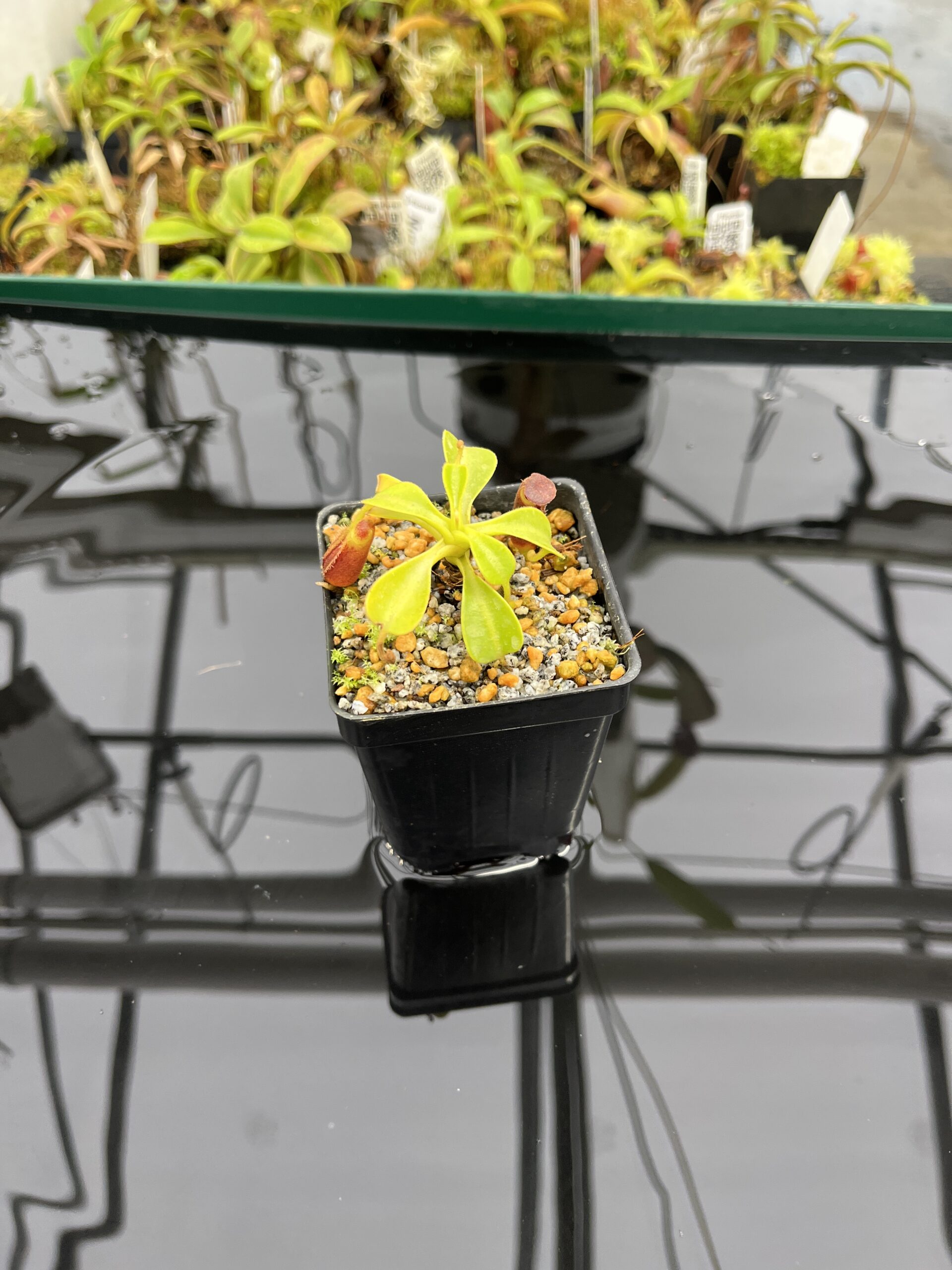 Wide Angle of Nepenthes lowii | Borneo Exotics | BE-3100 | H23994