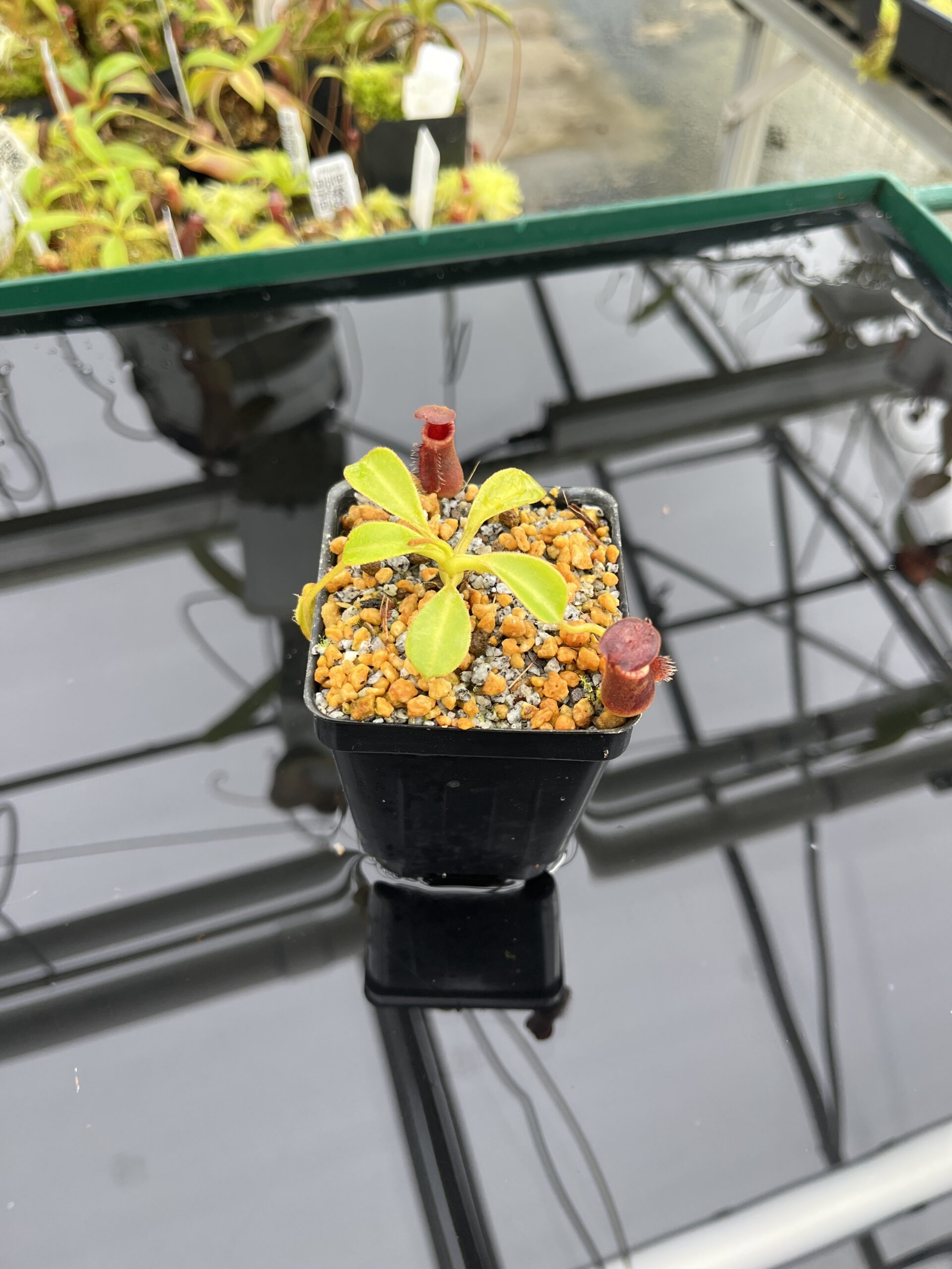 Wide Angle of Nepenthes lowii | Borneo Exotics | BE-4629 | H24787