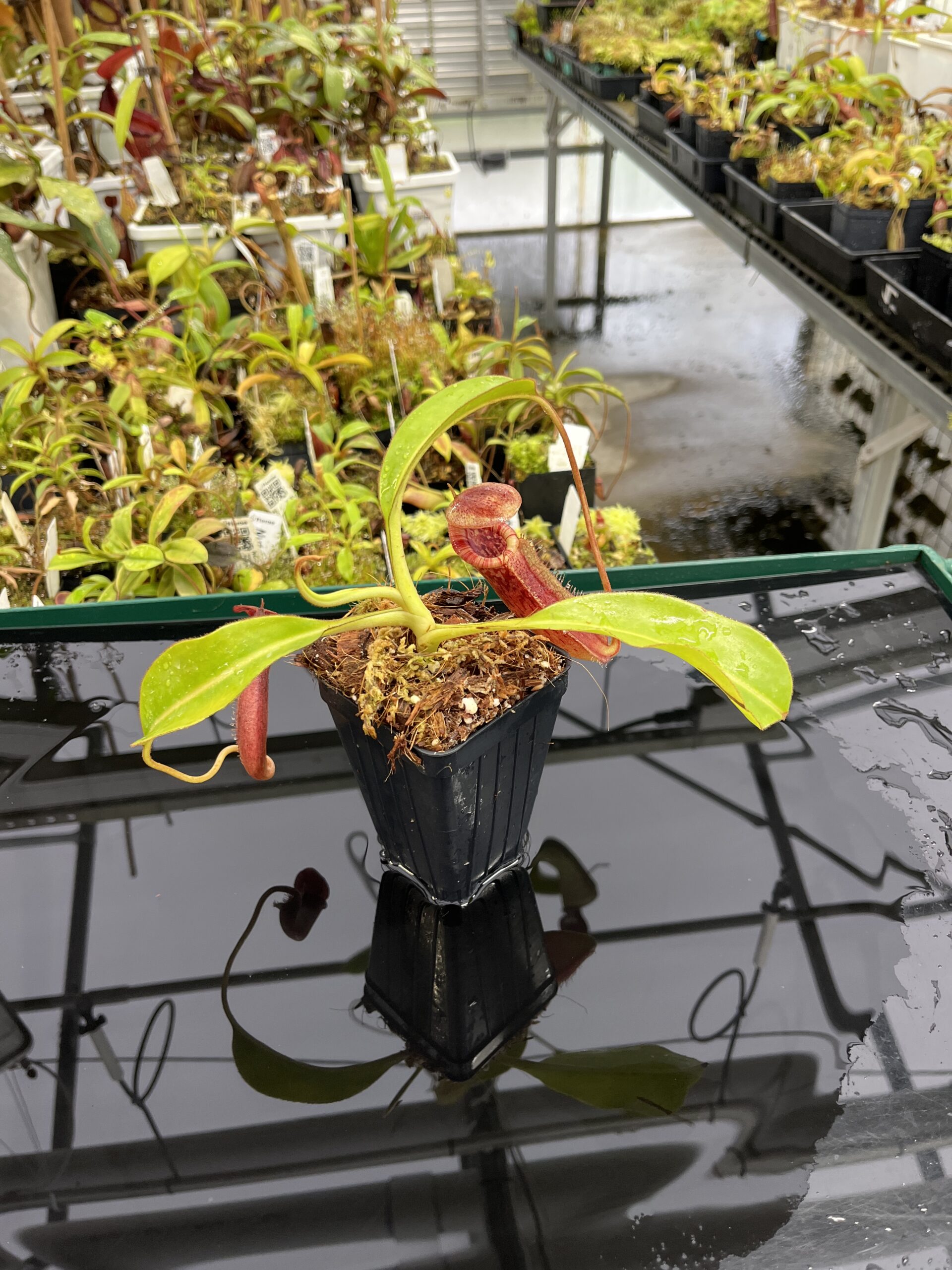 Wide Angle of Nepenthes (lowii x macrophylla) x burbidgeae | Borneo Exotics | BE-4610 | H23943