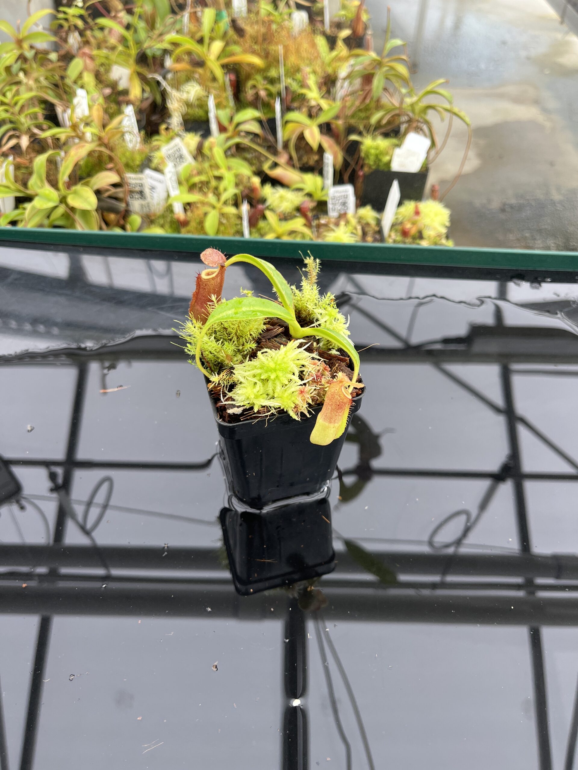 Wide Angle of Nepenthes (lowii x truncata squat) x edwardsiana | Andreas Wistuba | AW-ISC) | IN24764