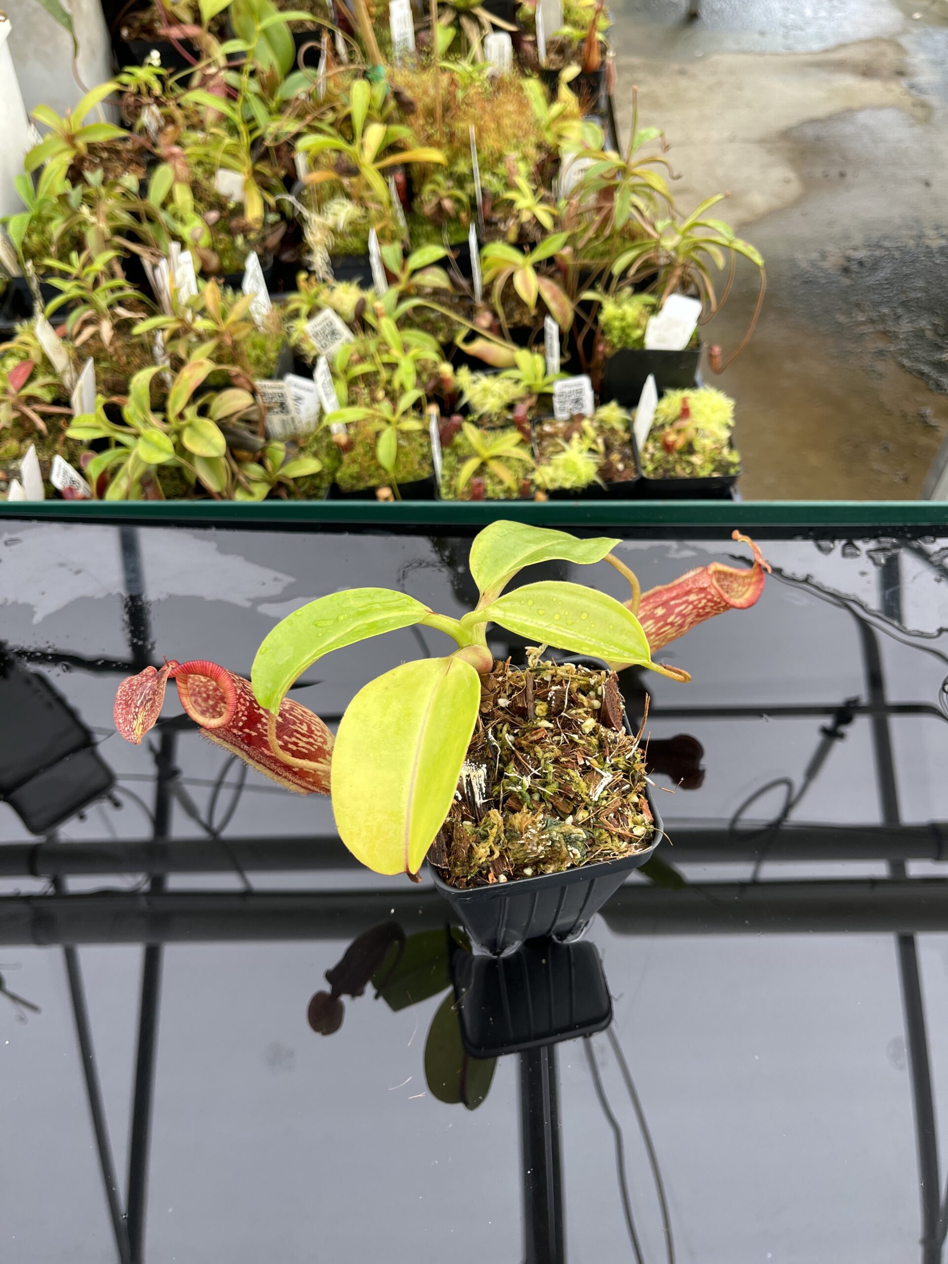 Wide Angle of Nepenthes maxima x (lowii x macrophylla) | Borneo Exotics | BE-3709 | IN24747