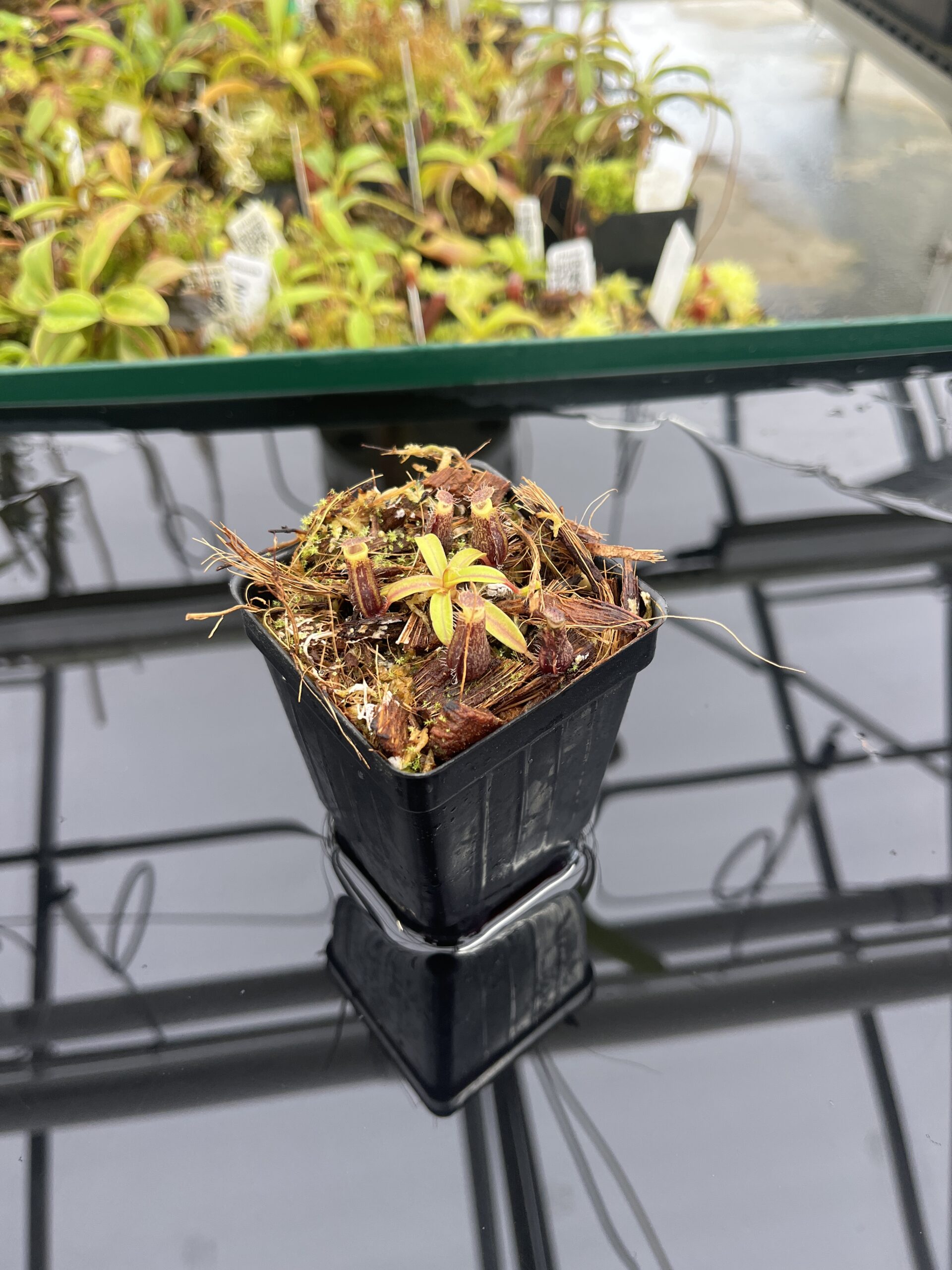 Wide Angle of Nepenthes mikei | Borneo Exotics | BE-3506 | H23982