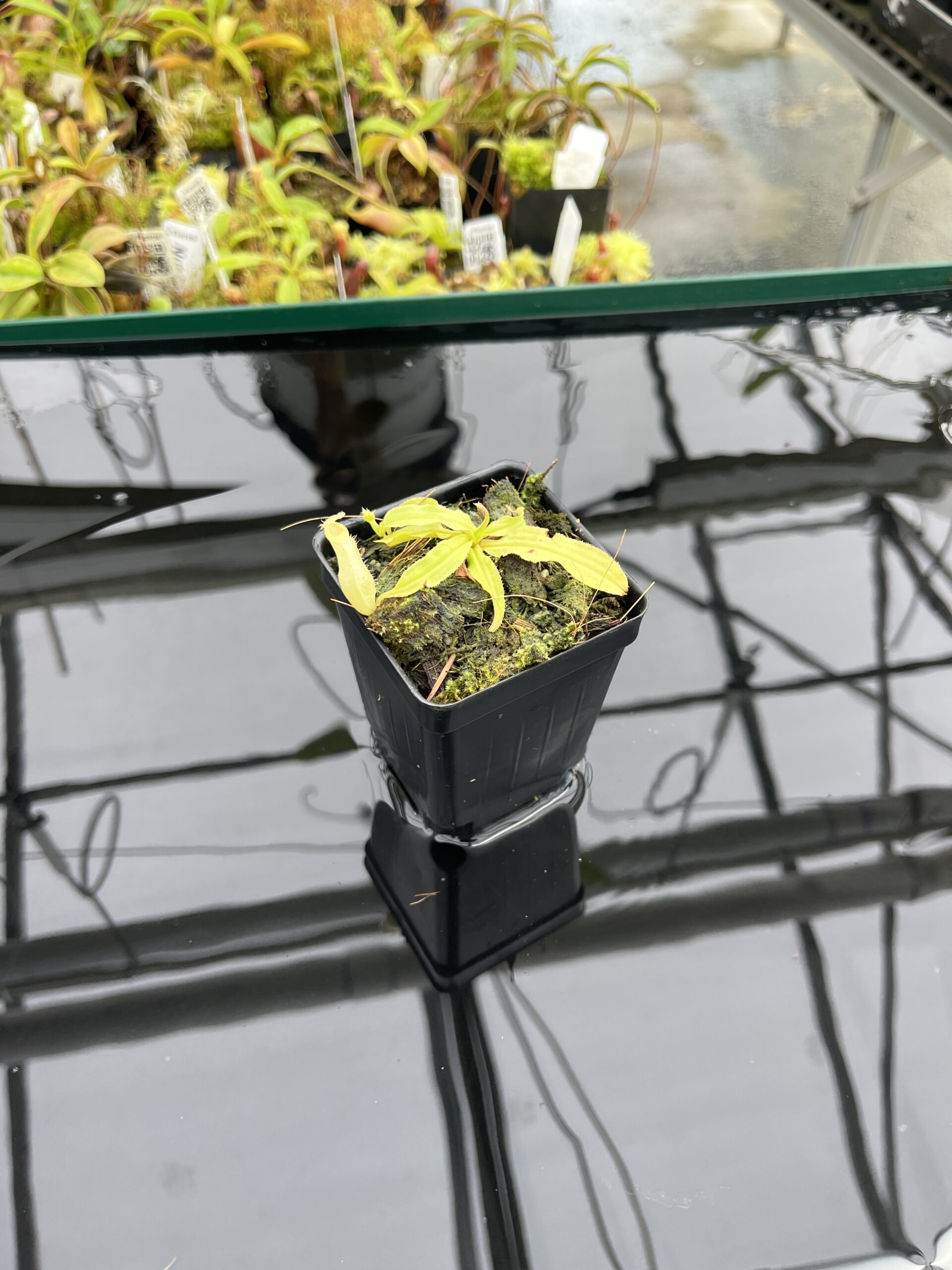 Wide Angle of Nepenthes mirabilis var. echinostoma | Borneo Exotics | BE-3363 | L24746