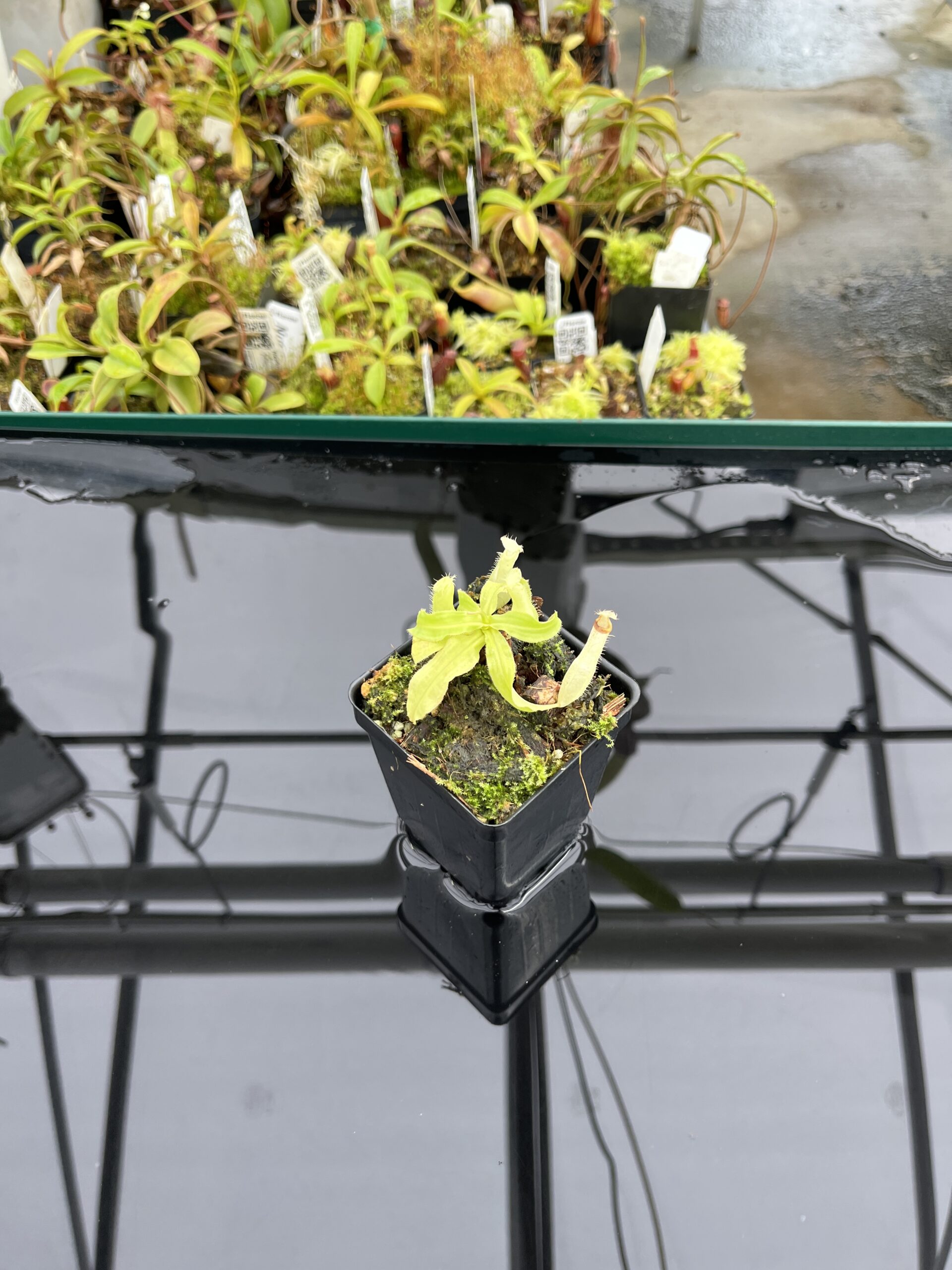 Wide Angle of Nepenthes mirabilis var. echinostoma | Borneo Exotics | BE-3372 | L24745