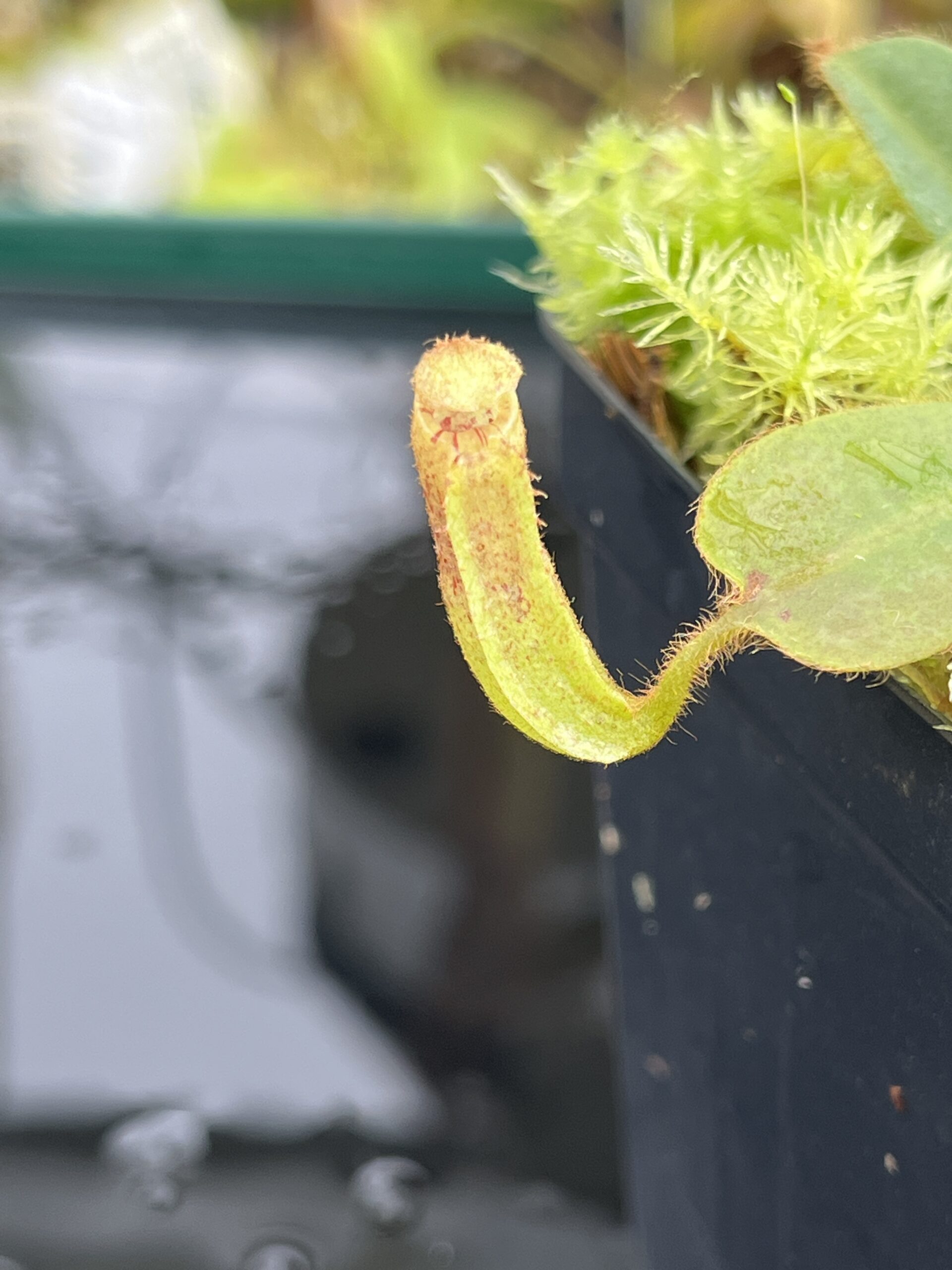 Wide Angle of Nepenthes mollis (tricolor) x veitchii ‘Candy Dreams’ | FB | Clone 4 | Florae Collaborative | FC-342.04 | IN24693