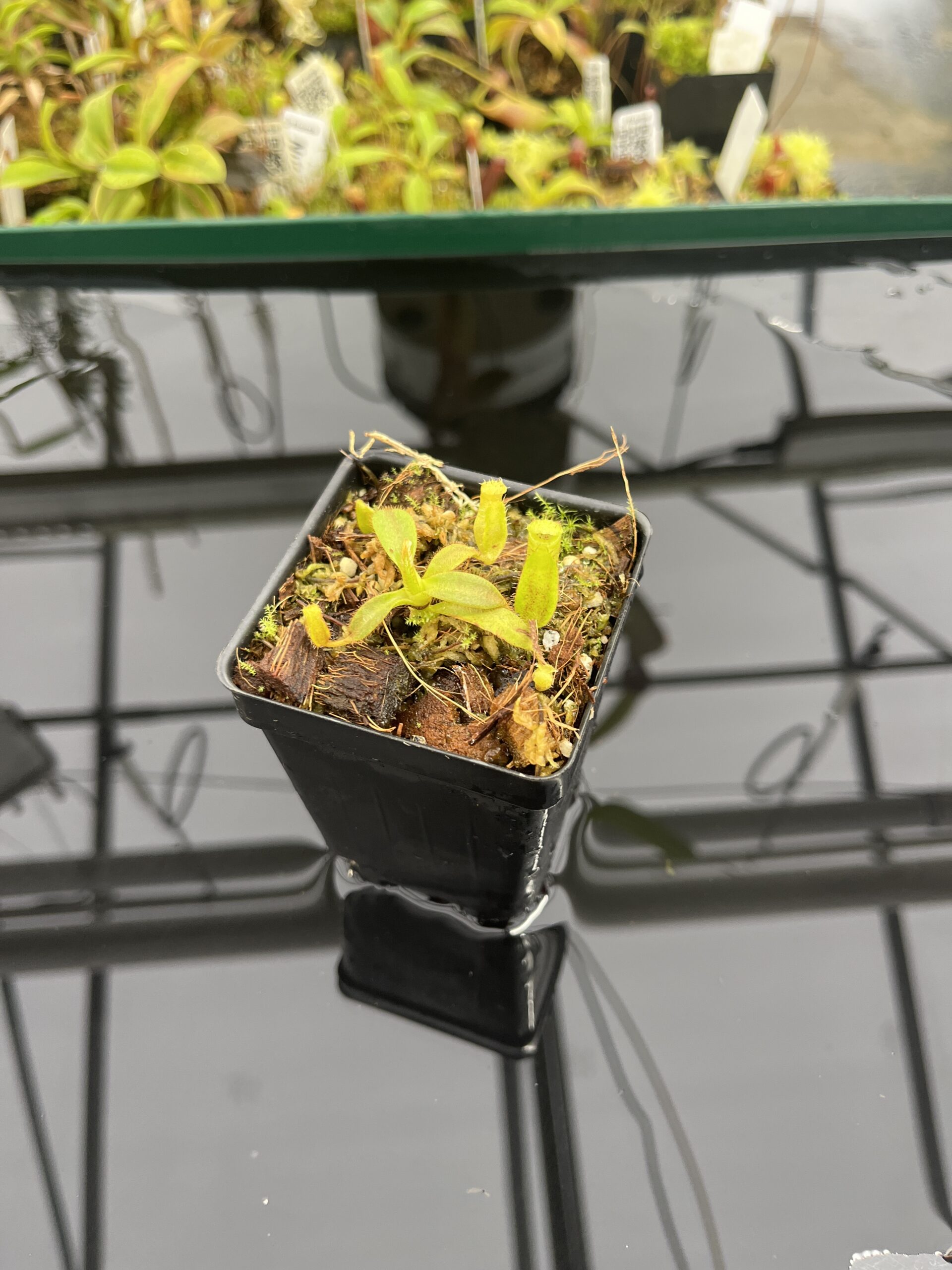 Wide Angle of Nepenthes mollis x diabolica #1 | MKS | Florae | Assorted Clones | Florae Collaborative | FC-440 | H23984