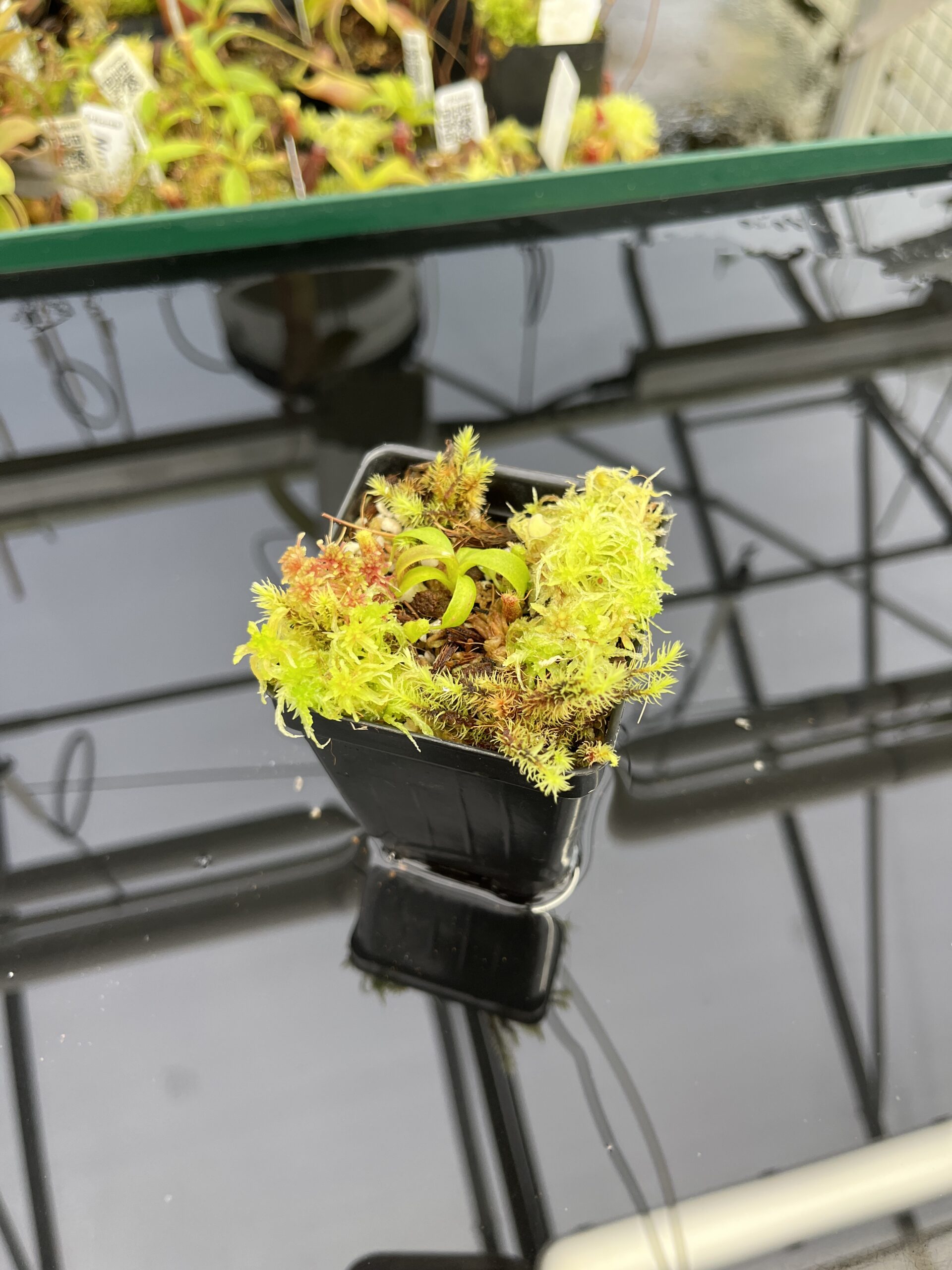 Wide Angle of Nepenthes mollis x villosa | JH | Jeremiah Harris | JH-496.03 | H24713