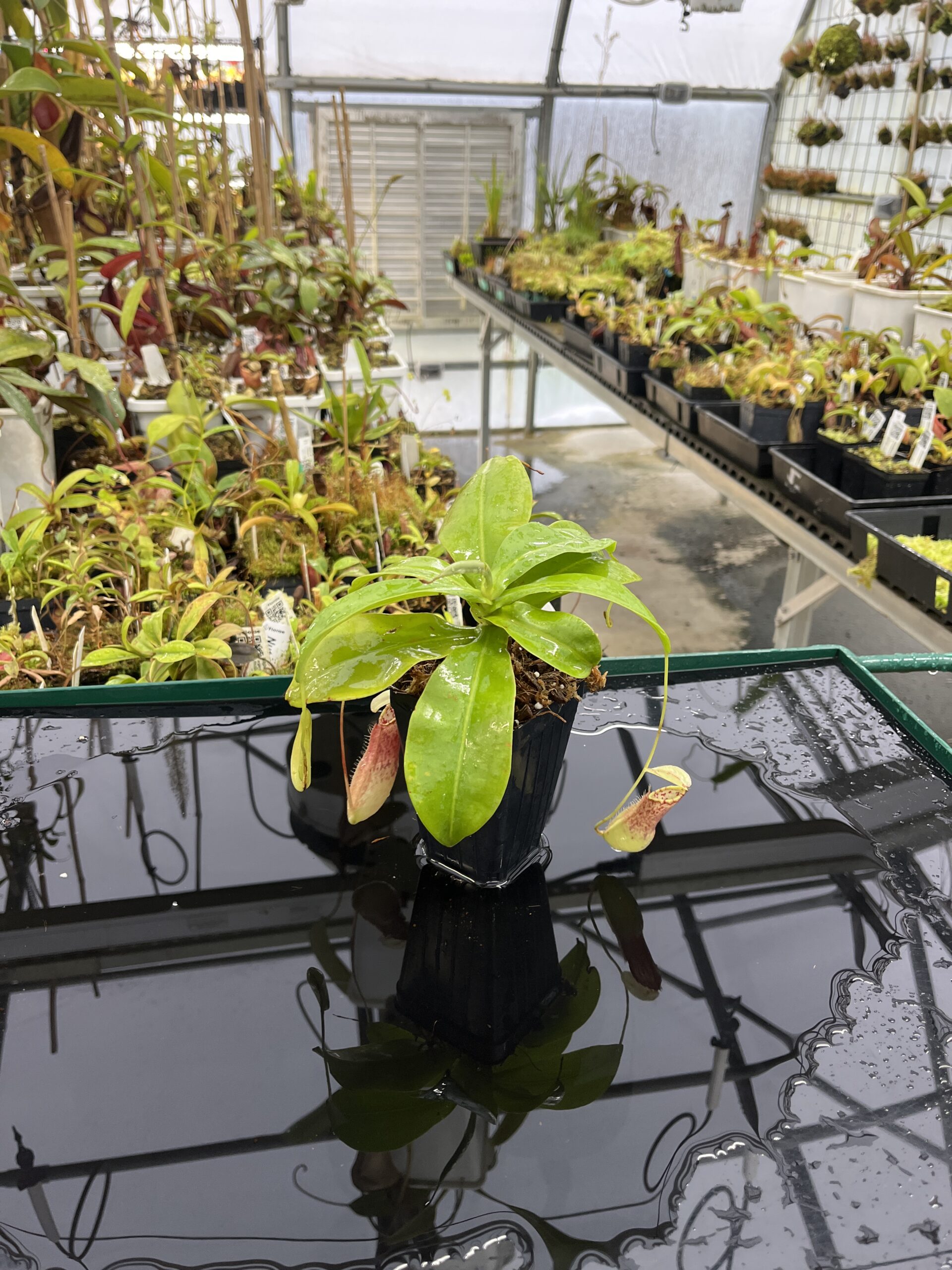 Wide Angle of Nepenthes northiana | Borneo Exotics | BE-3357 | L23886