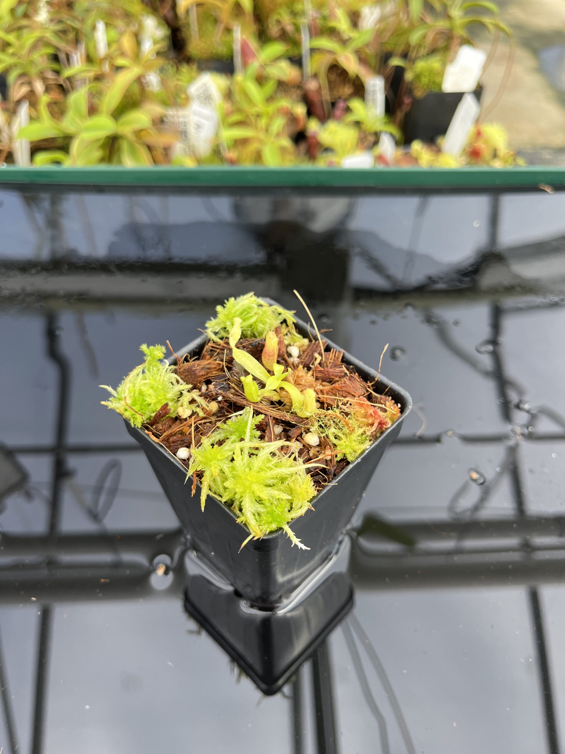 Wide Angle of Nepenthes ovata x villosa | Jeremiah Harris | JH-535.00 | H23788