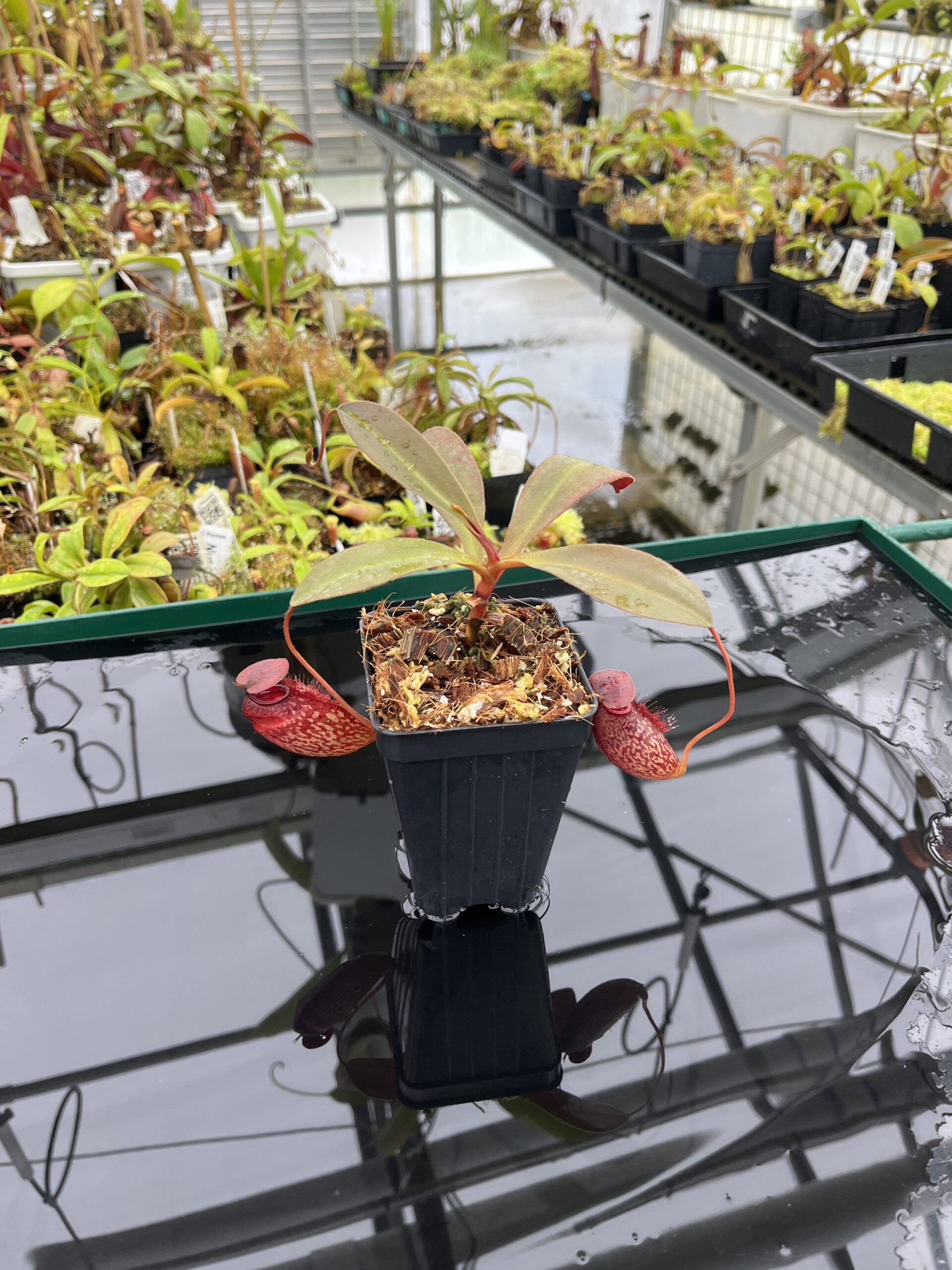 Wide Angle of Nepenthes peltata x aristolochioides | Borneo Exotics | BE-4633 | IN23916