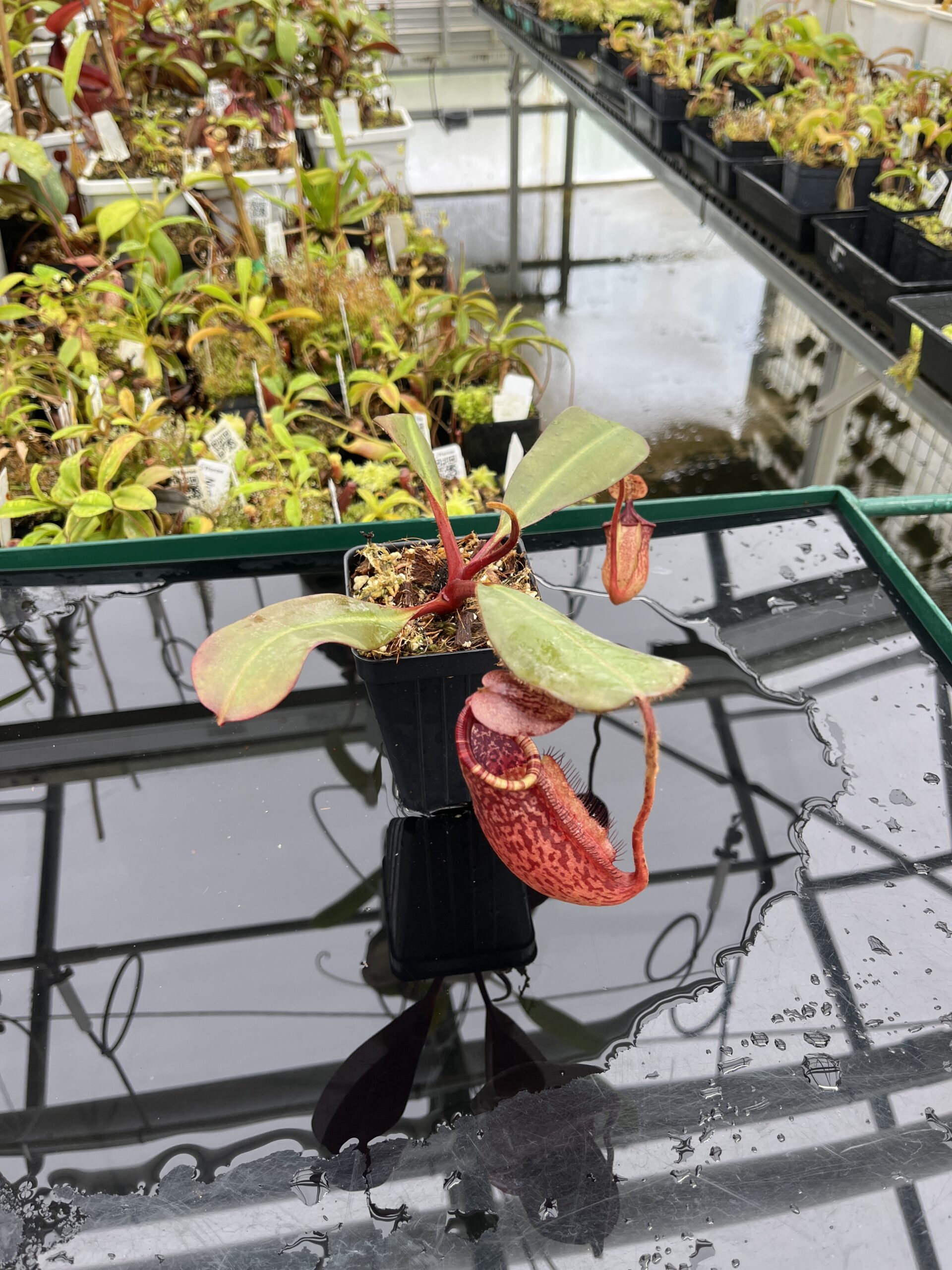 Wide Angle of Nepenthes peltata x ephippiata | Borneo Exotics | BE-4654 | IN23913