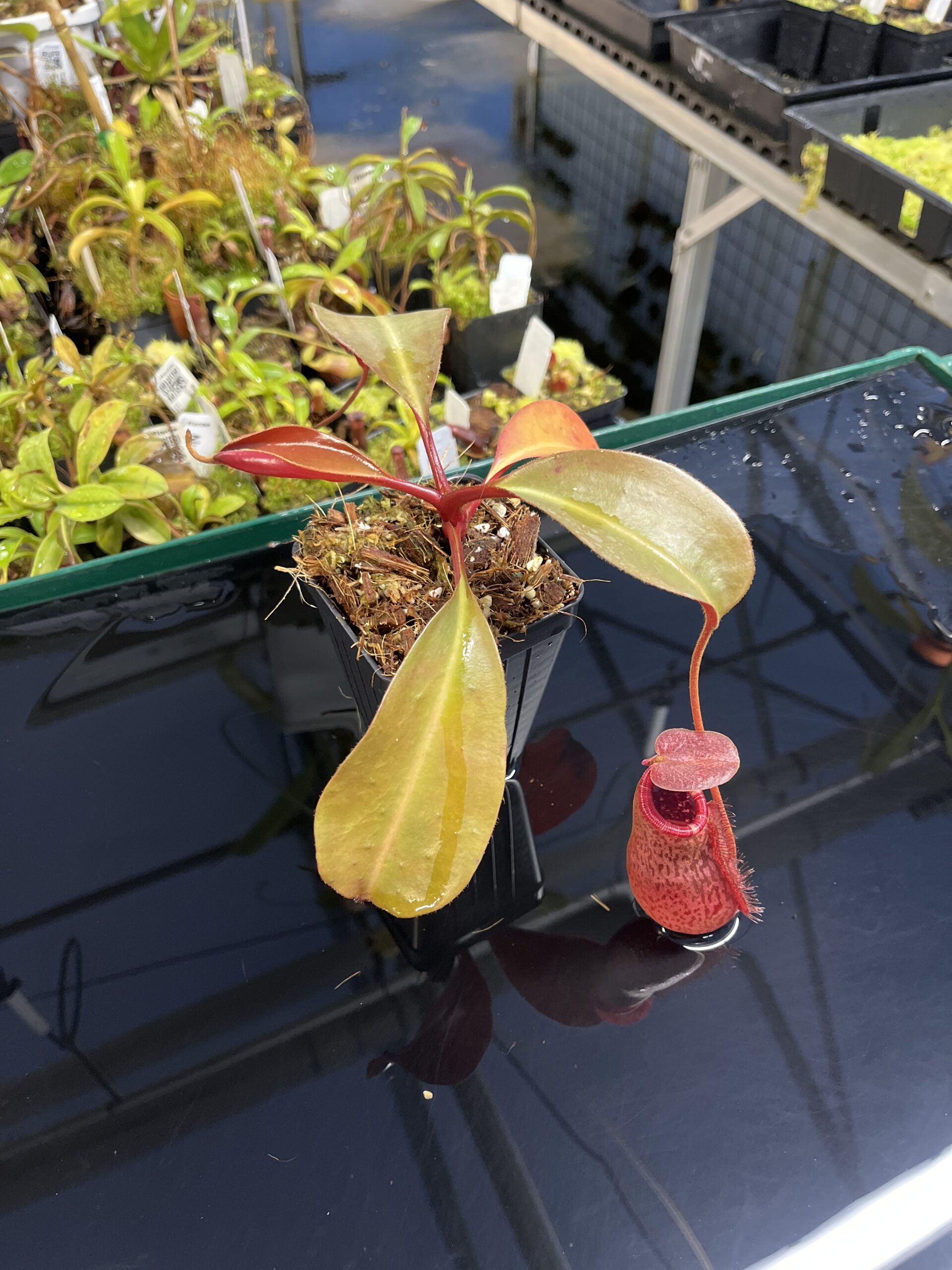 Wide Angle of Nepenthes peltata x lowii | Borneo Exotics | BE-4650 | IN23854