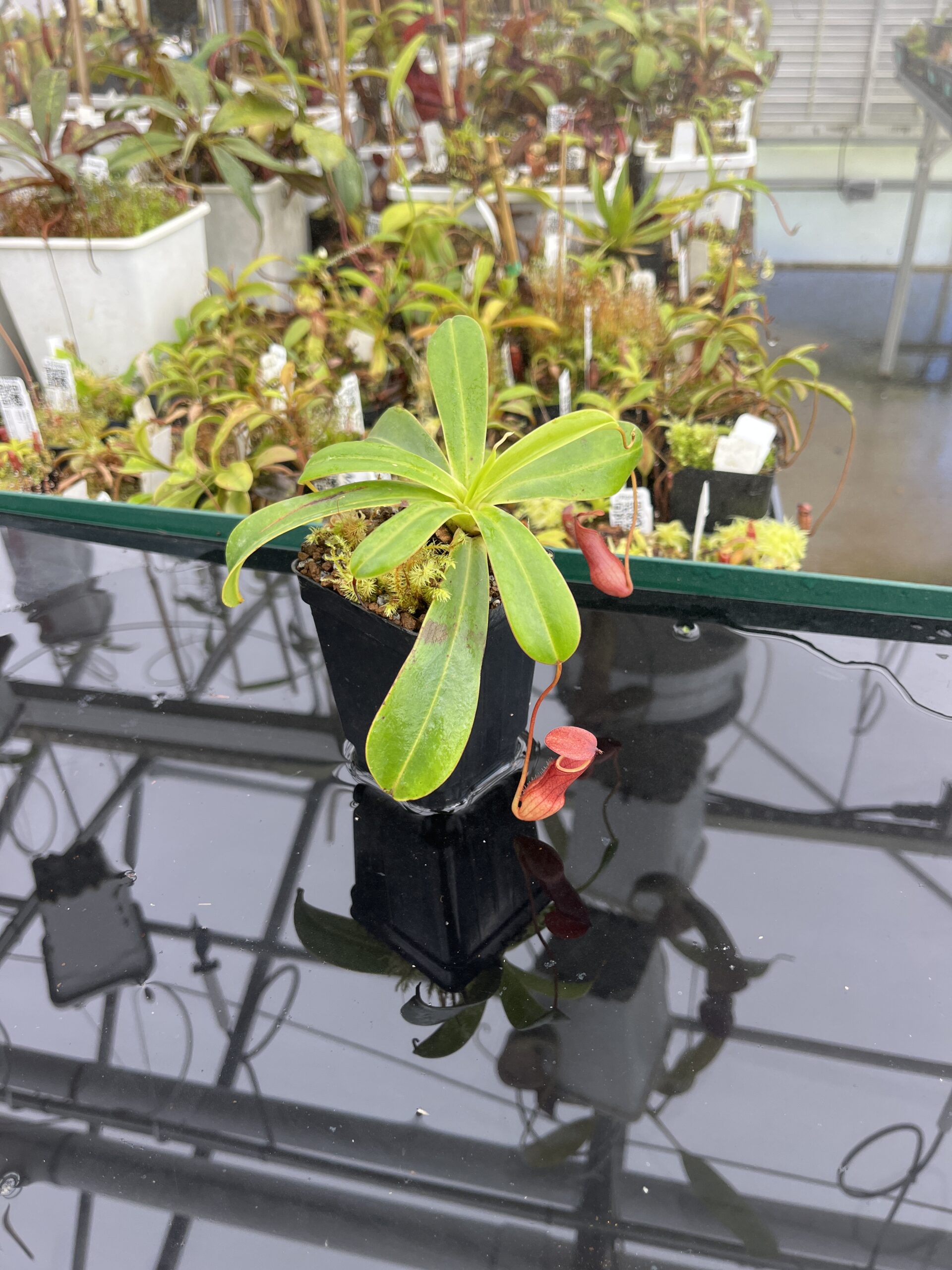 Wide Angle of Nepenthes pervillei (Troiss Freres, Seychelles) | Andreas Wistuba | AW-ISC | L24684