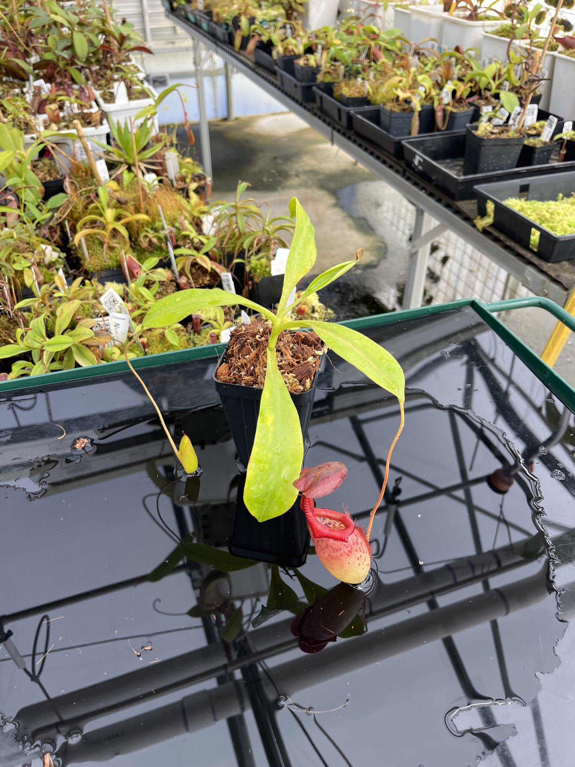 Wide Angle of Nepenthes petiolata x flava | Borneo Exotics | BE-4035 | H23763