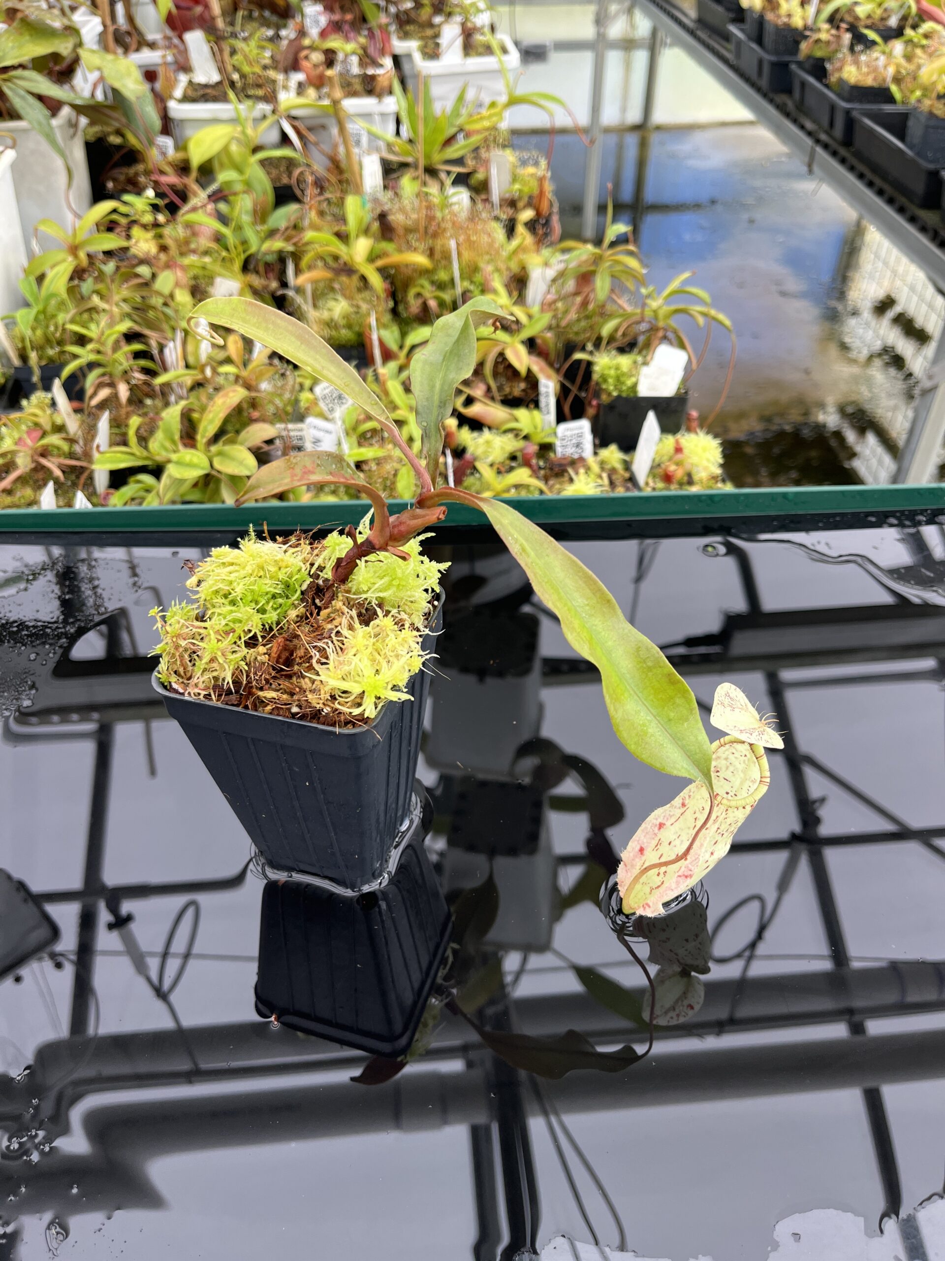 Wide Angle of Nepenthes rafflesiana | Borneo Exotics | BE-3141 | L24680
