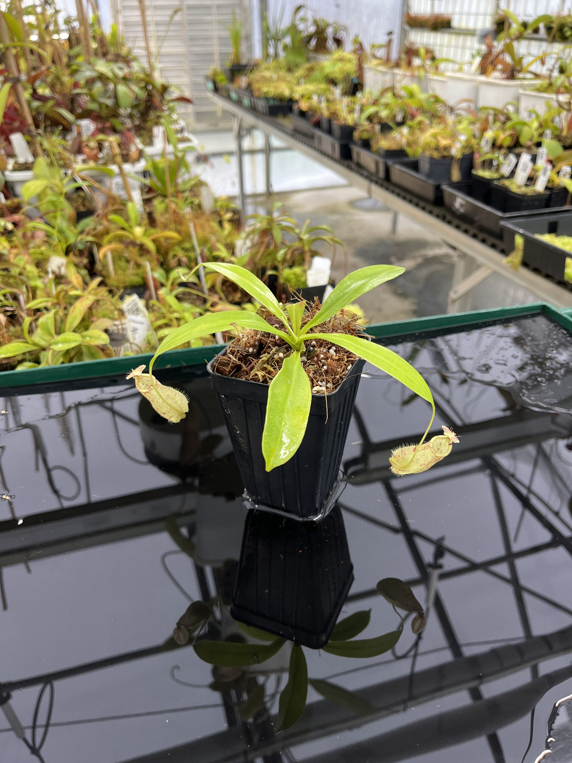 Wide Angle of Nepenthes rafflesiana | Borneo Exotics | BE-4519 | L23887